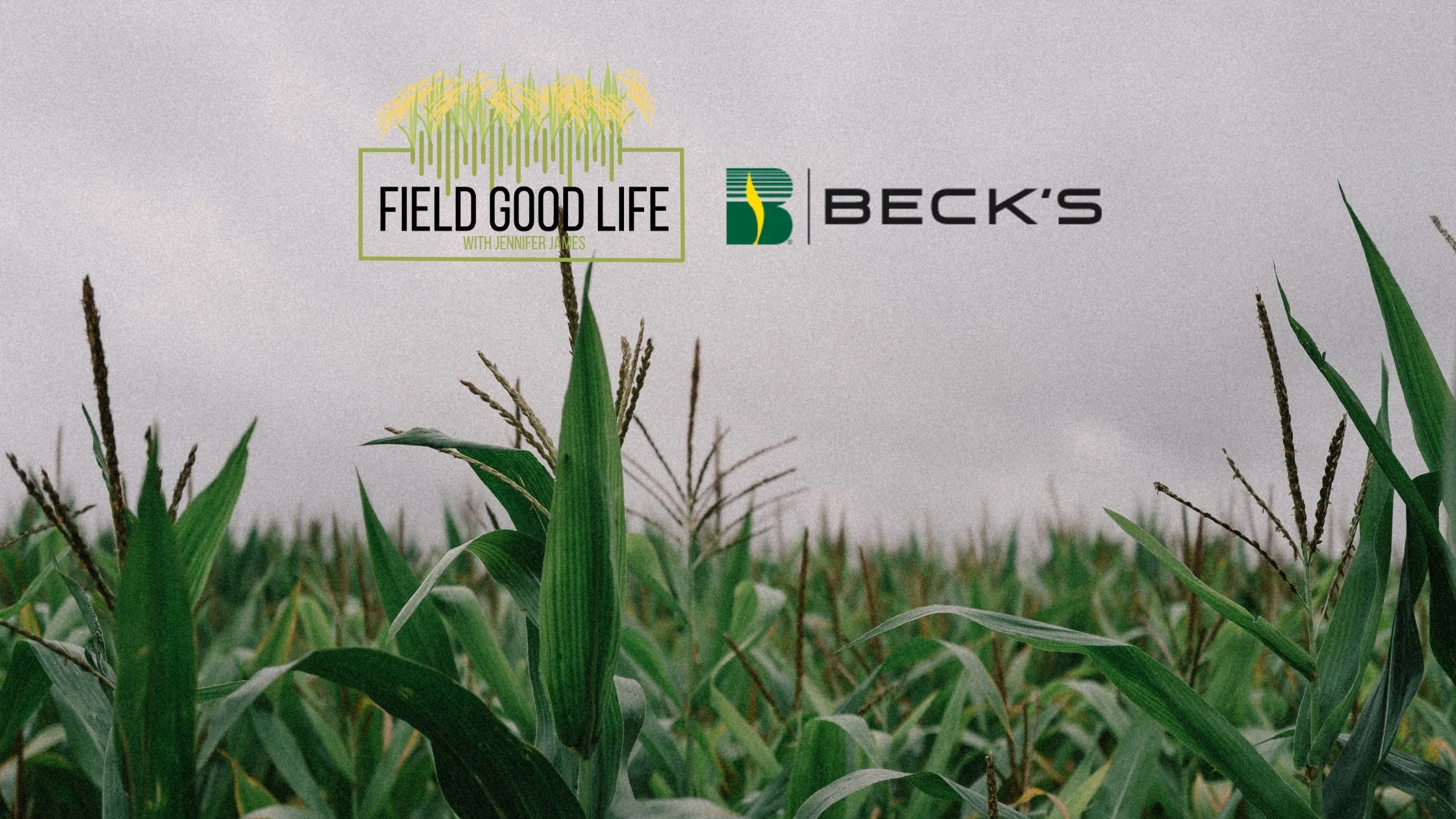 Cultivating Success: The Beck's Hybrids Story