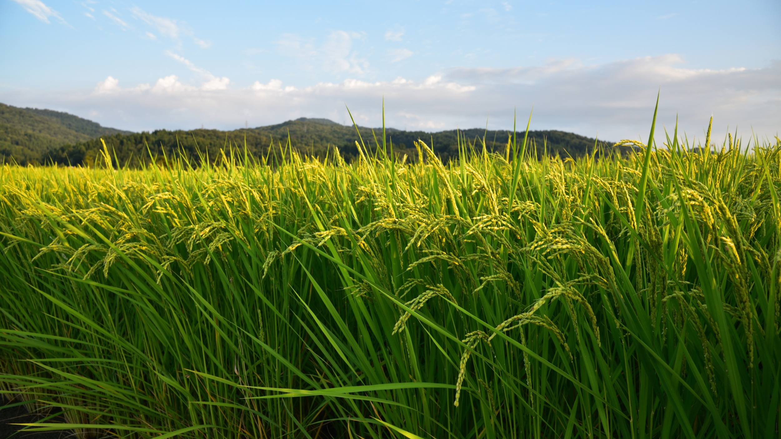 The Power of Cooperatives in Agriculture