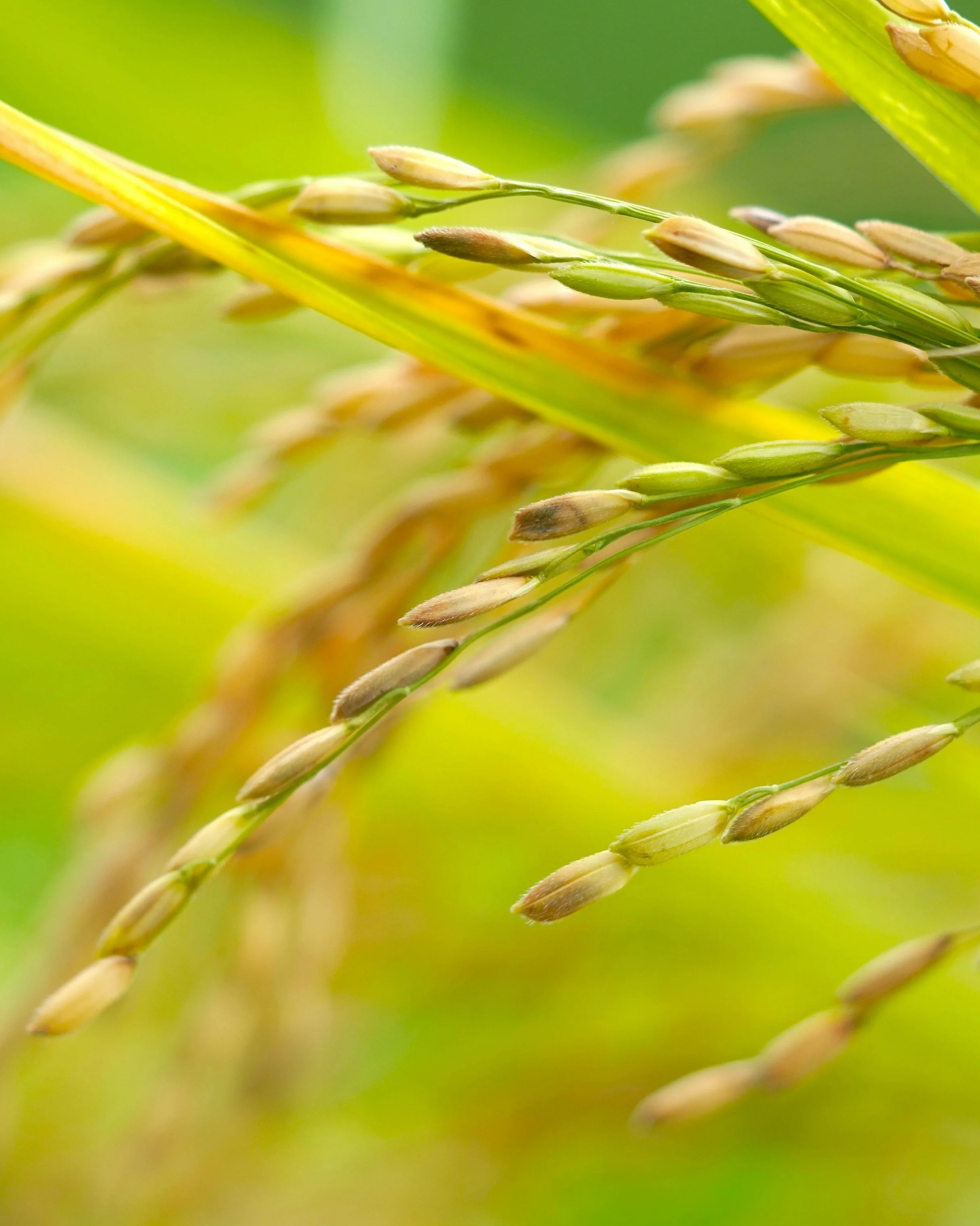 Understanding World Rice Trade Dynamics with Peter Bachmann