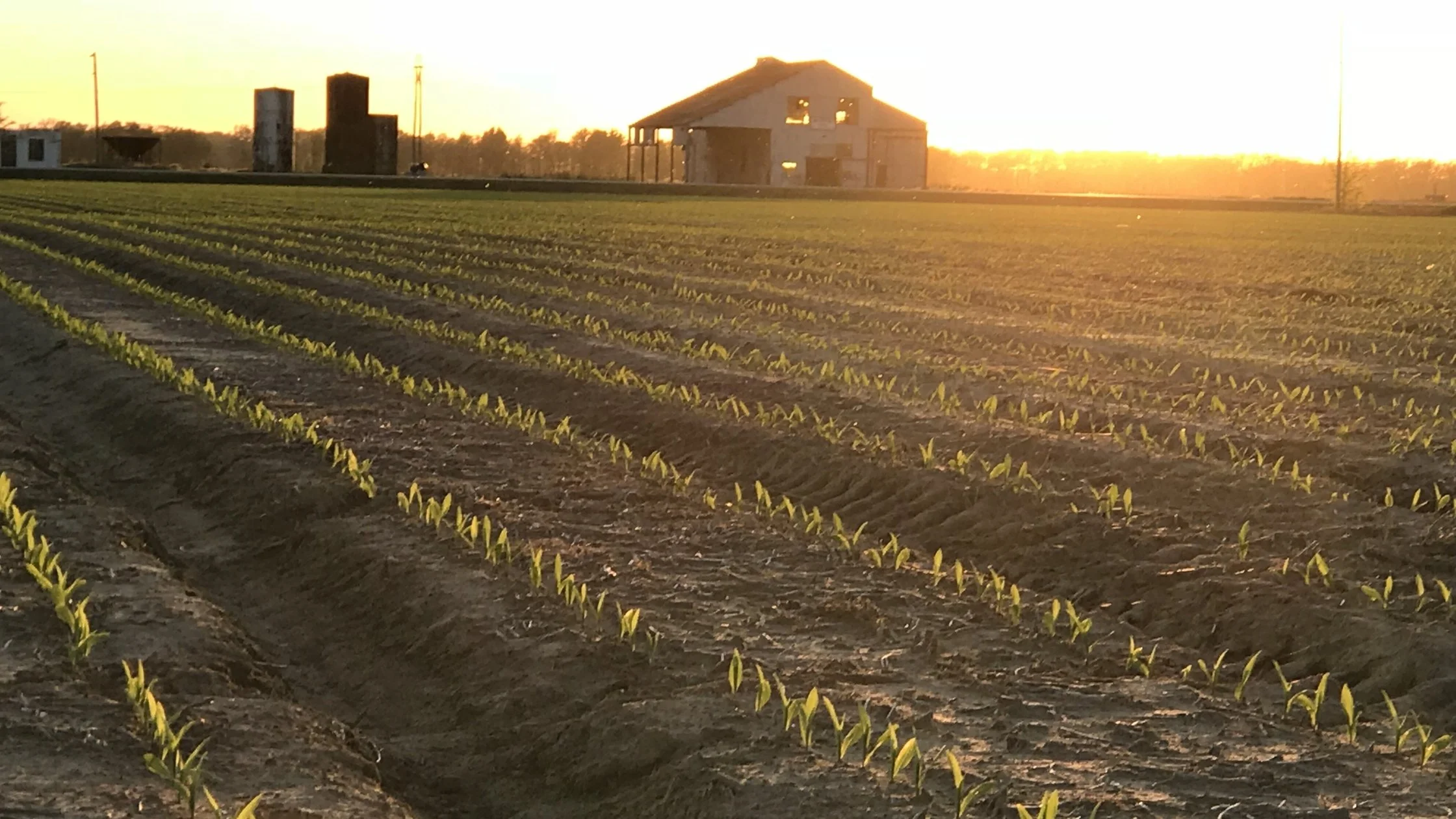 Driving Sustainable Agriculture with Carrie Vollmer Sanders, Field to Market President