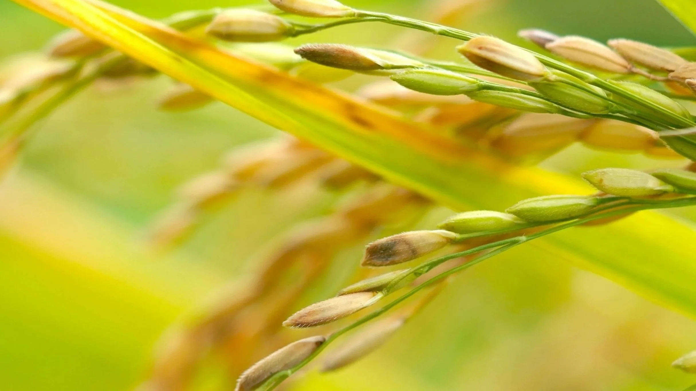 Understanding World Rice Trade Dynamics with Peter Bachmann