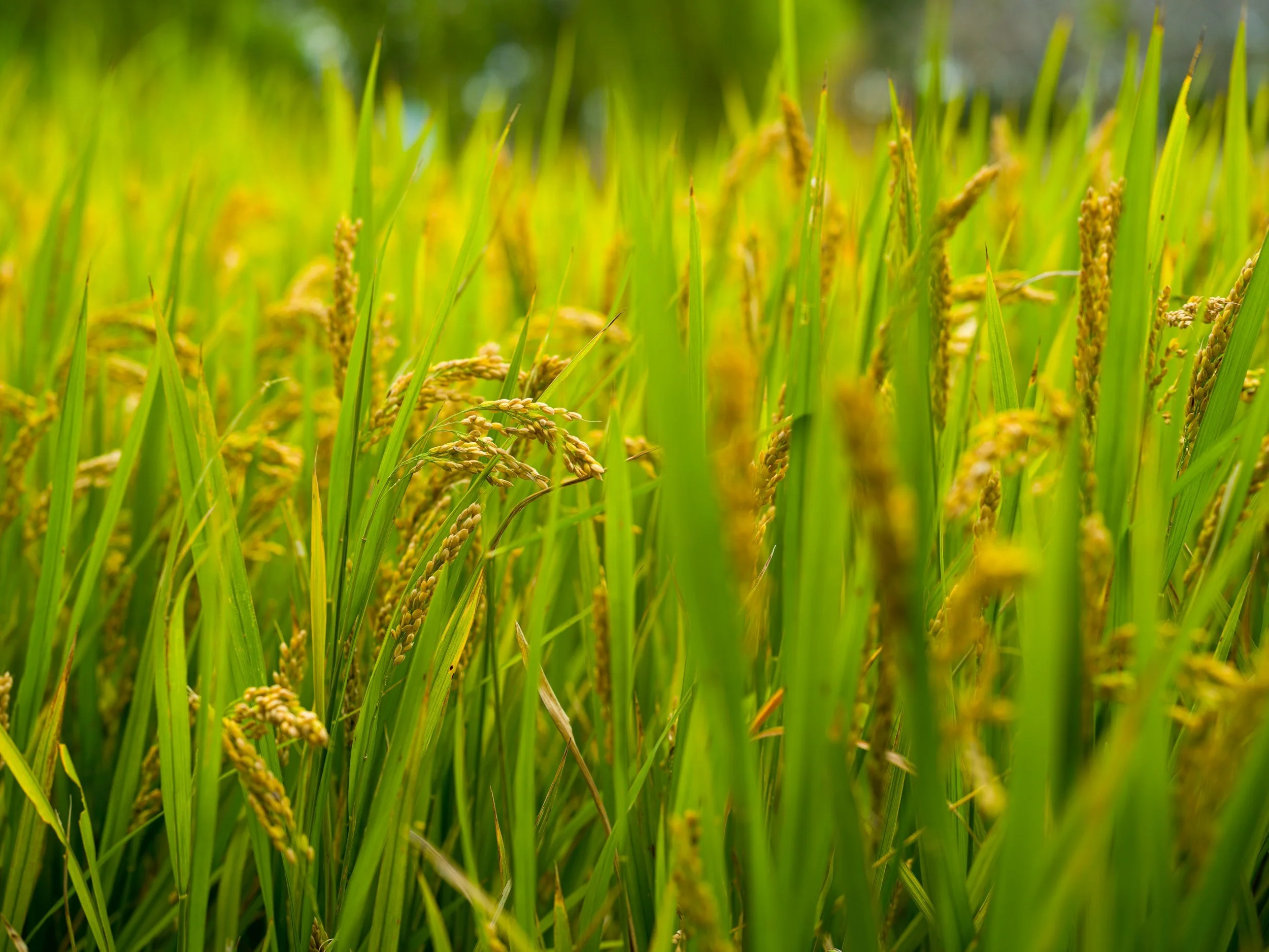 Beyond the Fence Rows: How the USA Rice Leadership Program Builds Leaders