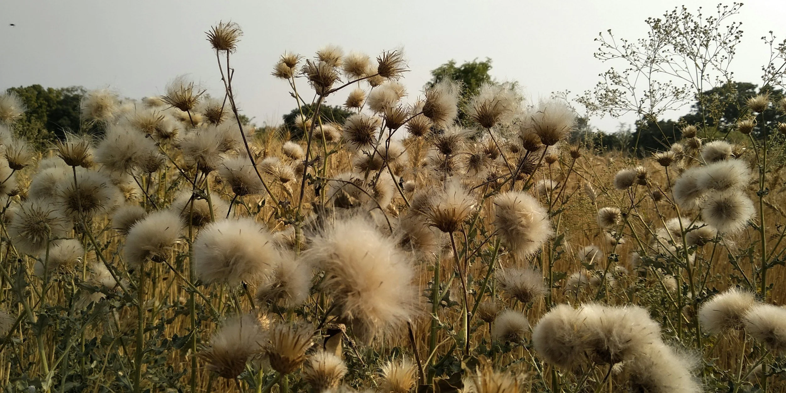 What Farmers Need to Know About Herbicide Resistance in Rice with Dr. Jason Norsworthy 