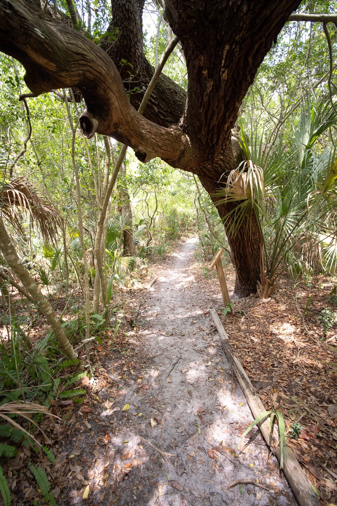 Saint Augustine Lighthouse Walking Trail