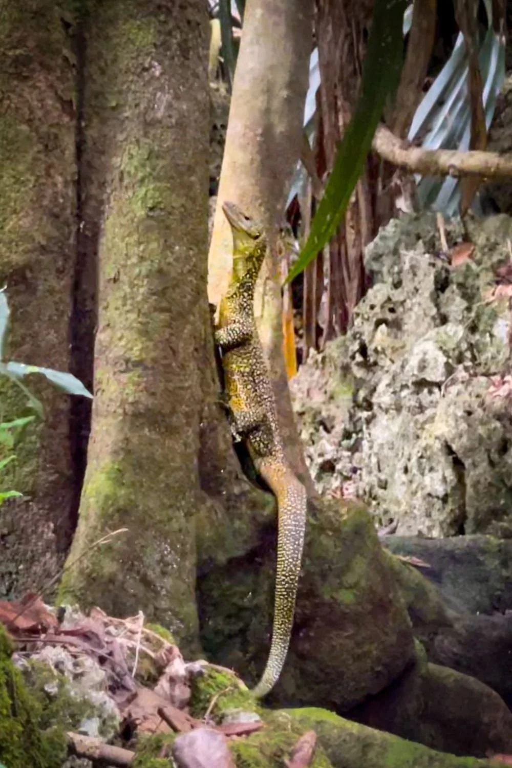 Finding the Lost Pond - Guam — Taylored Story