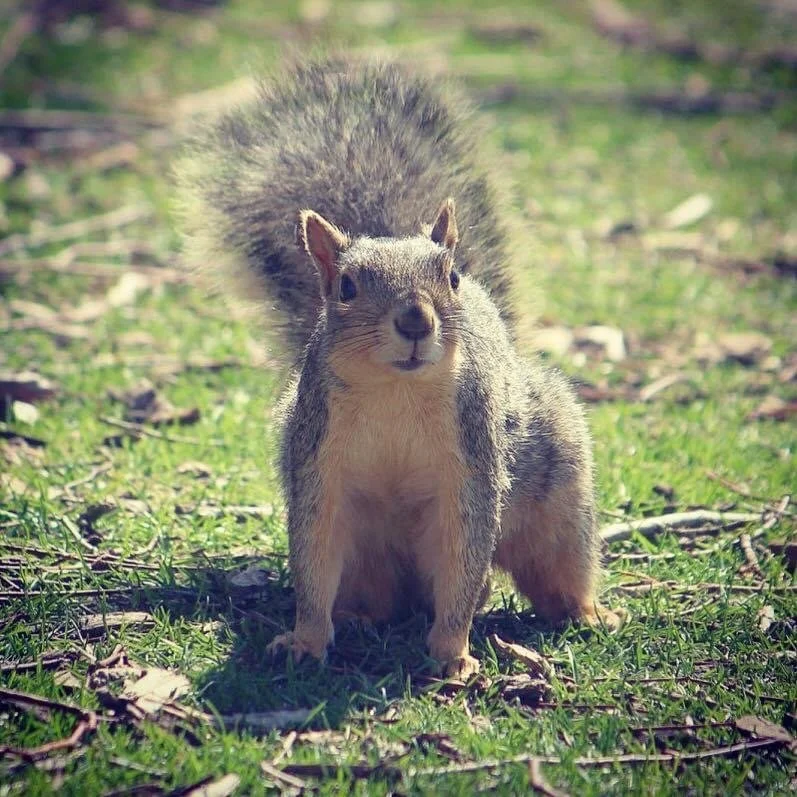 Earth Day Squirrel