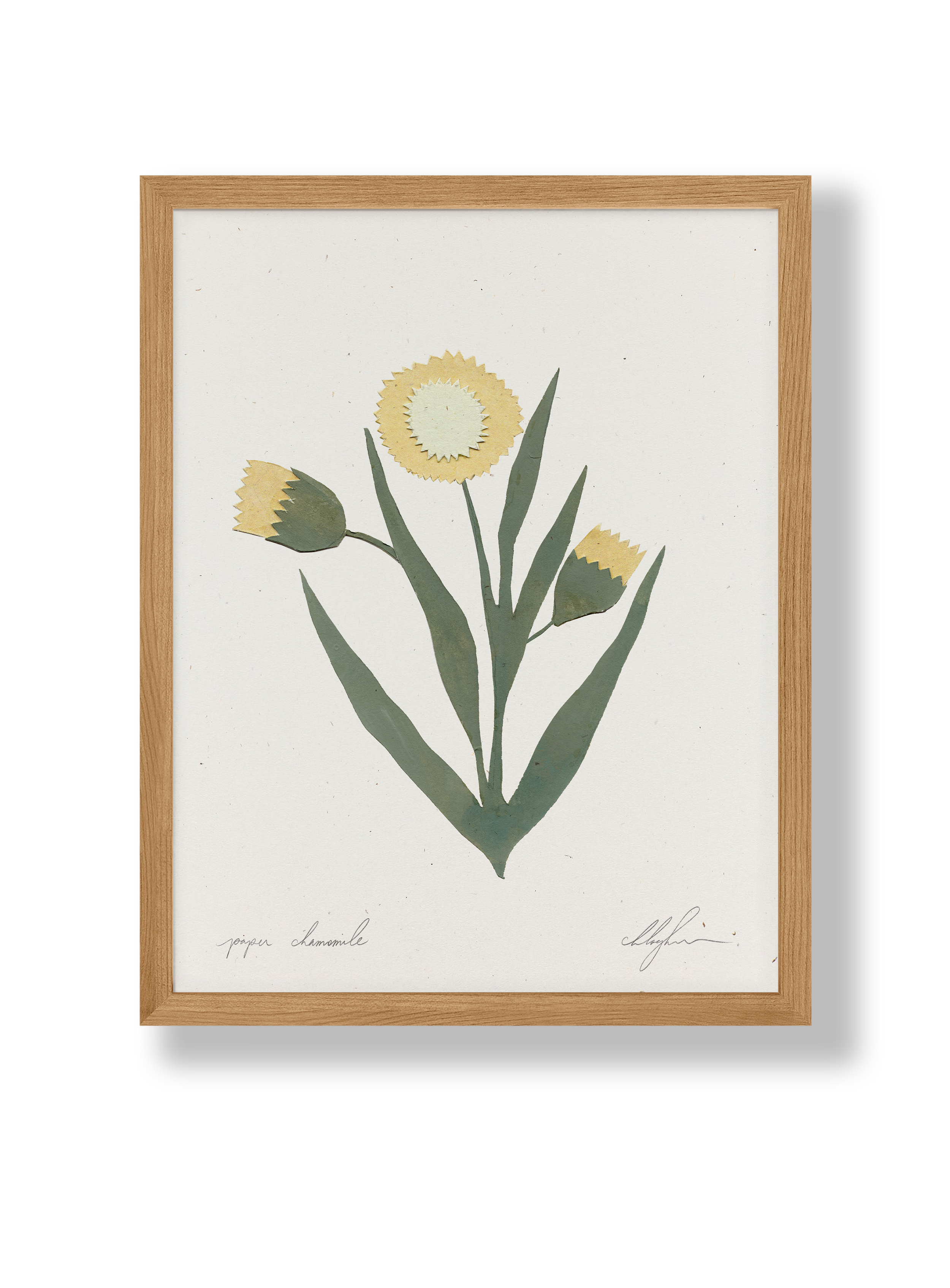 paperchamomile.png