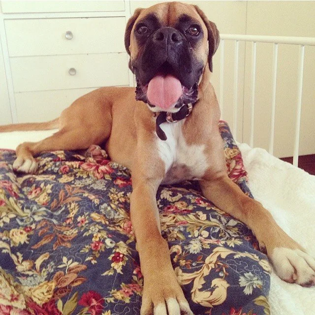 Goodbye Gus💔Almost eleven years of this sad faced boy who literally jumped for joy over dinner time and loved nothing more than snoring away next to his family. He was totally spoilt and adored, and will be so missed.