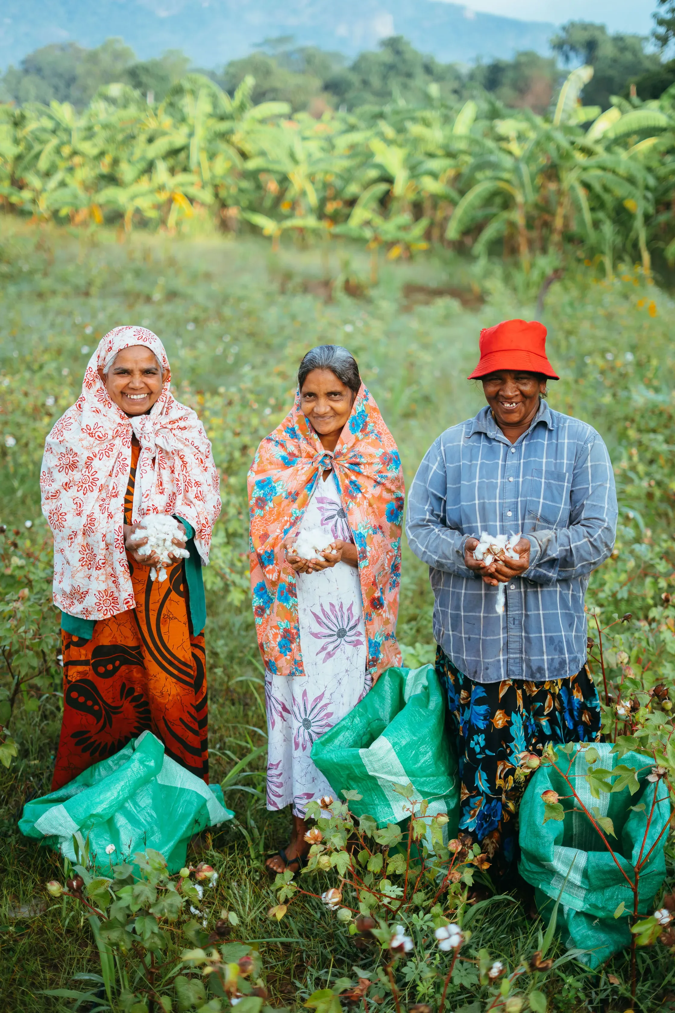 How to Revive Ancient Cotton