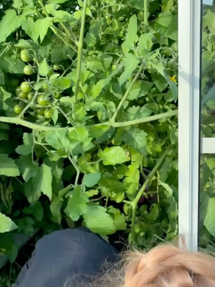 Summer pt 2: travelling the length and breadth of the UK, from the Pembrokeshire coast to the Yorkshire Dales. In every place we picked fruit and veg in walled gardens, allotments, backyards, and along roadsides. From apples and pears in Nottingham, 