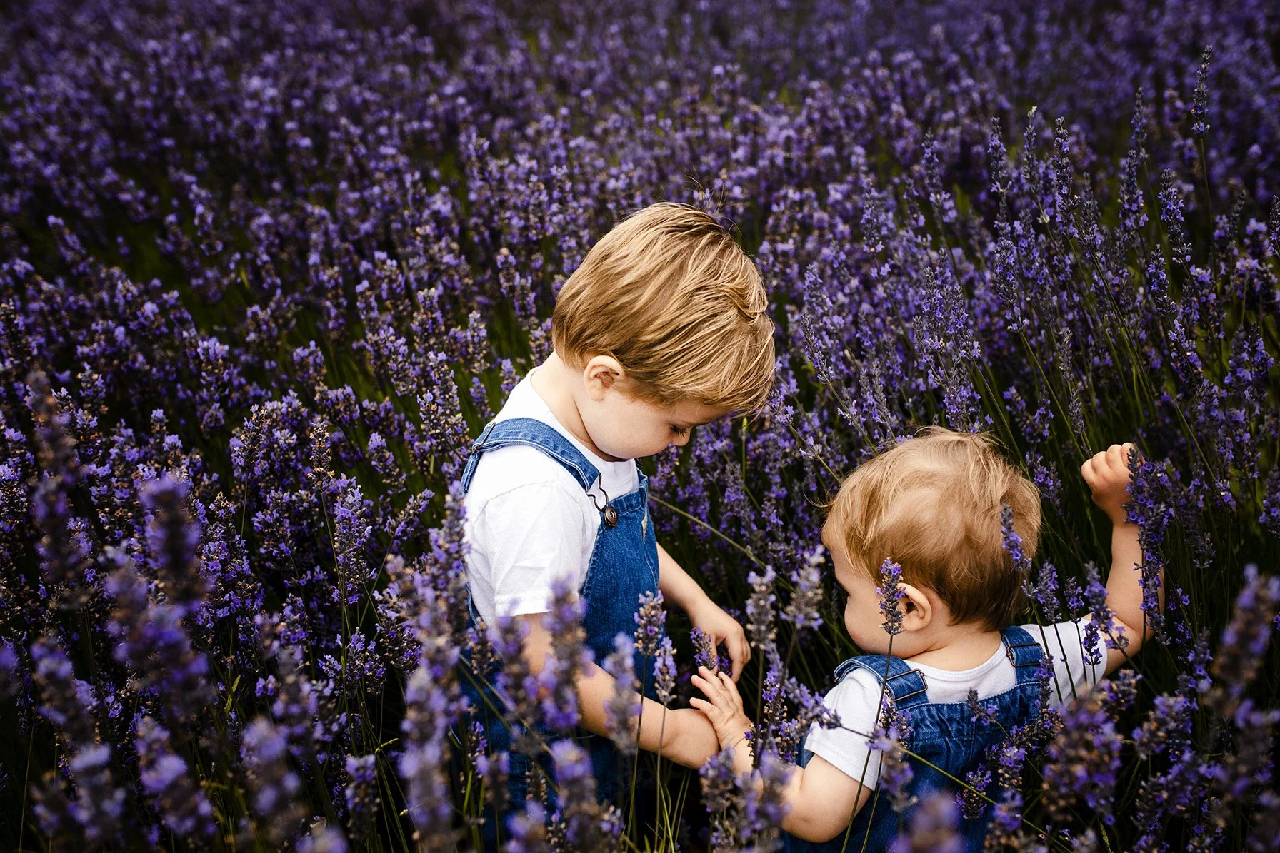 Two young children are in a field of purple lavender flowers, with one child helping or holding the other's hand amid the blossoms.