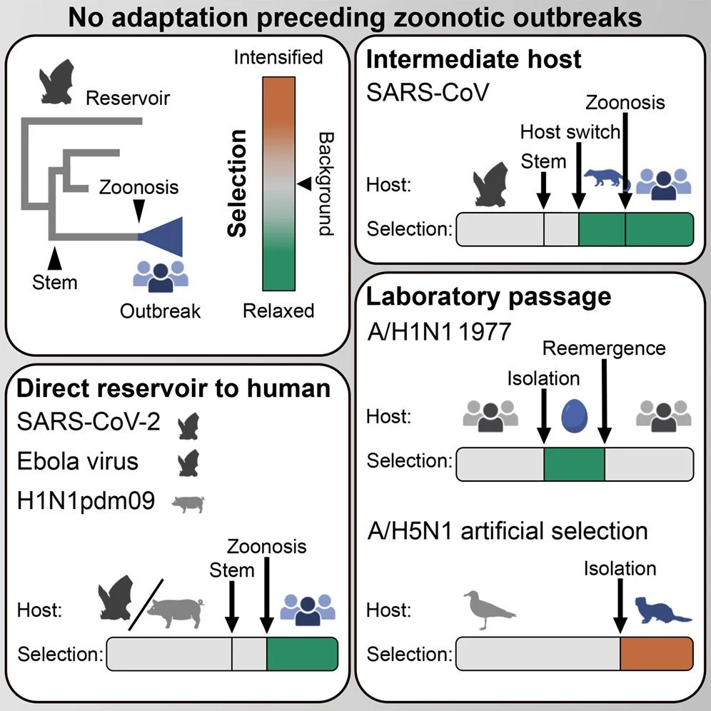 Jennifer Havens on selection dynamics preceding emergent virus epidemics