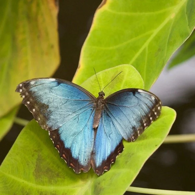 Blue butterfly on a leaf