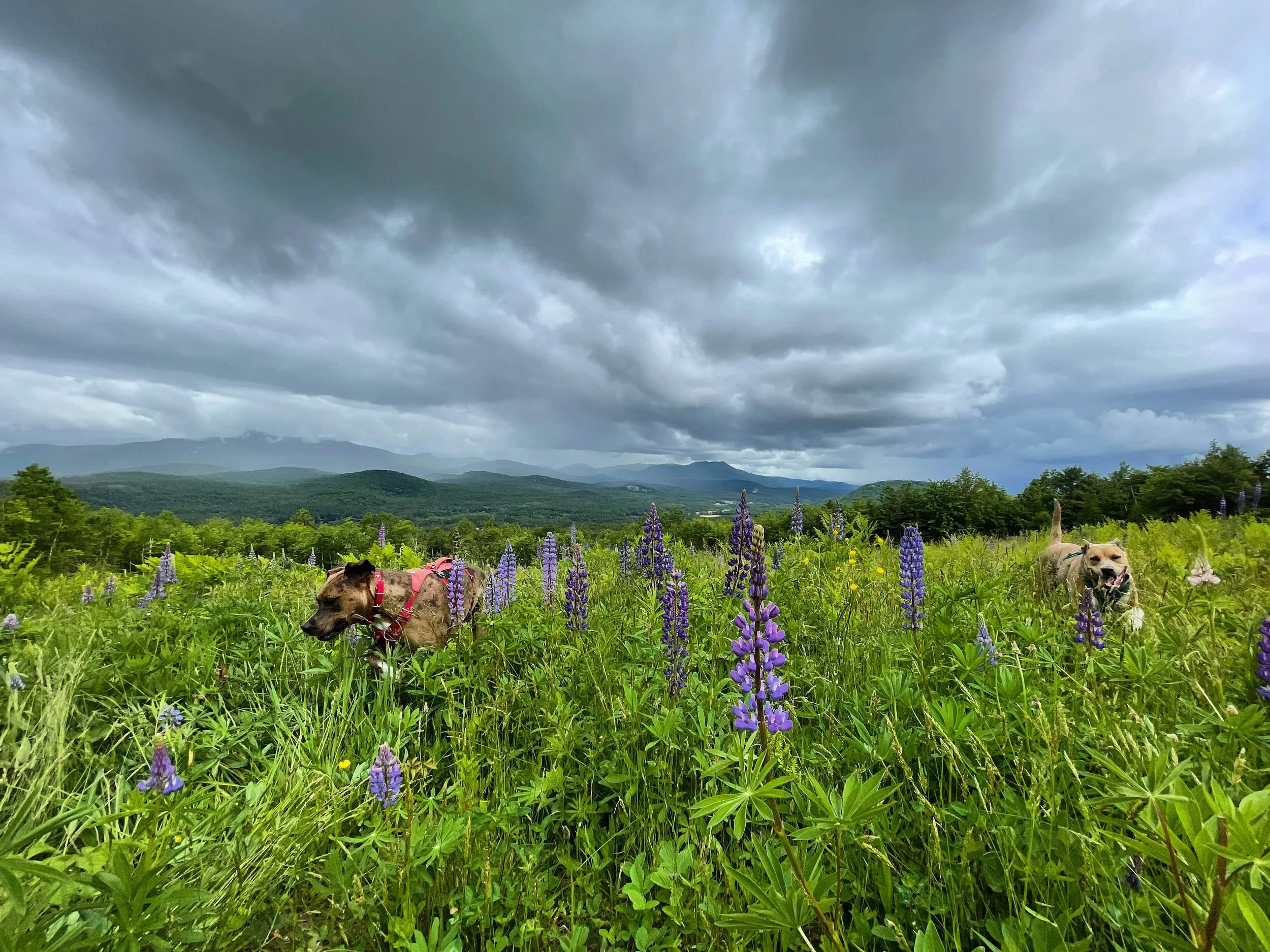Two dogs walking through a lush field of tall purple flowers with mountains visible in the background under an overcast sky.