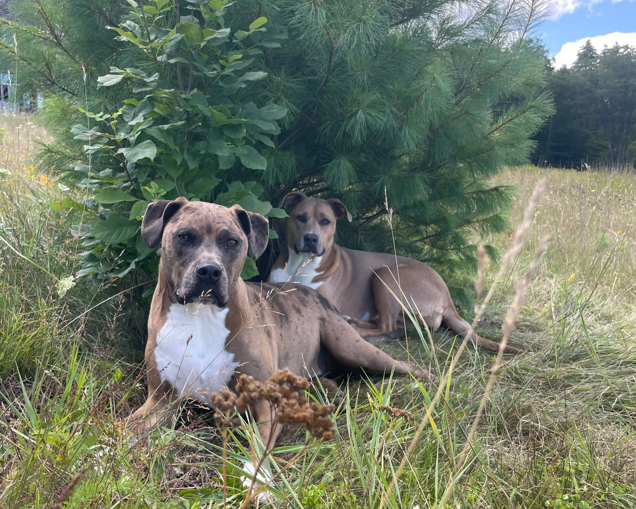 Two dogs rest under a large bush in a grassy field on a sunny day.