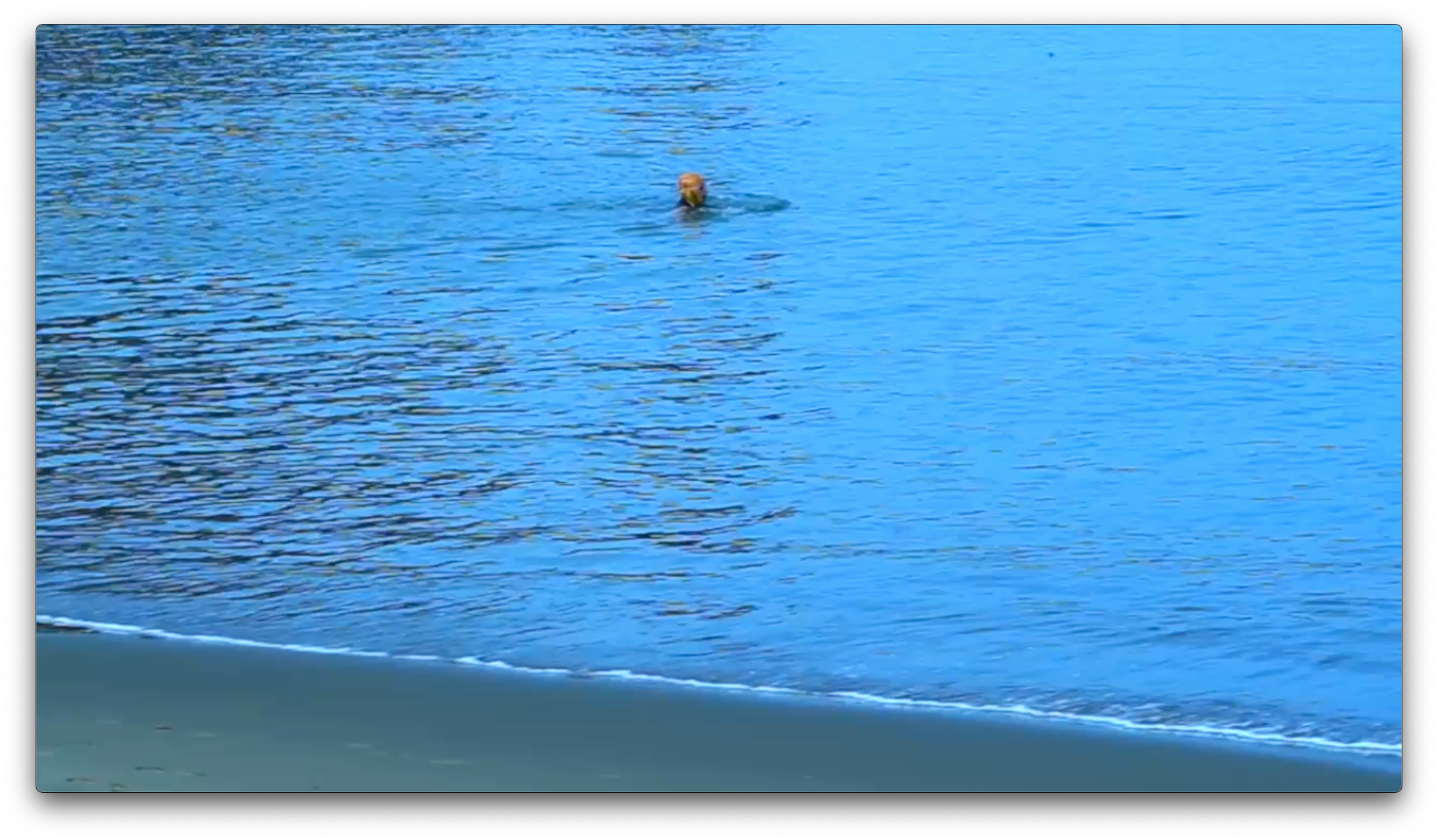 Josiane Swim in Bay 08 image.png