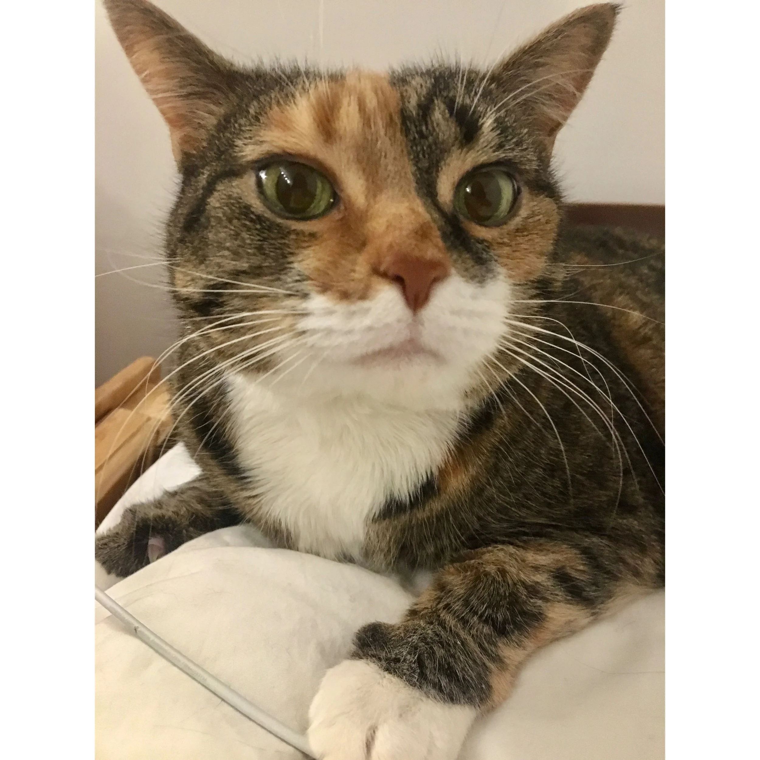 Rest in peace, Lucy.