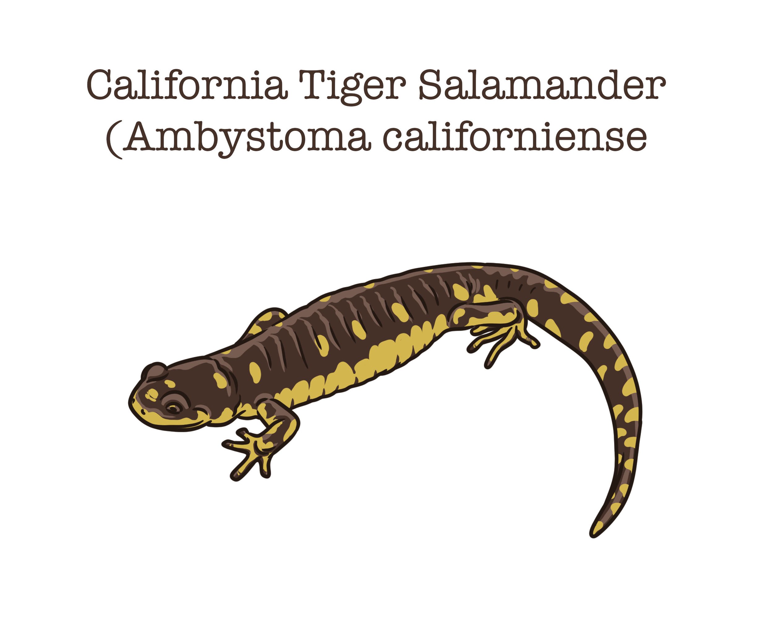salamander copy.jpg