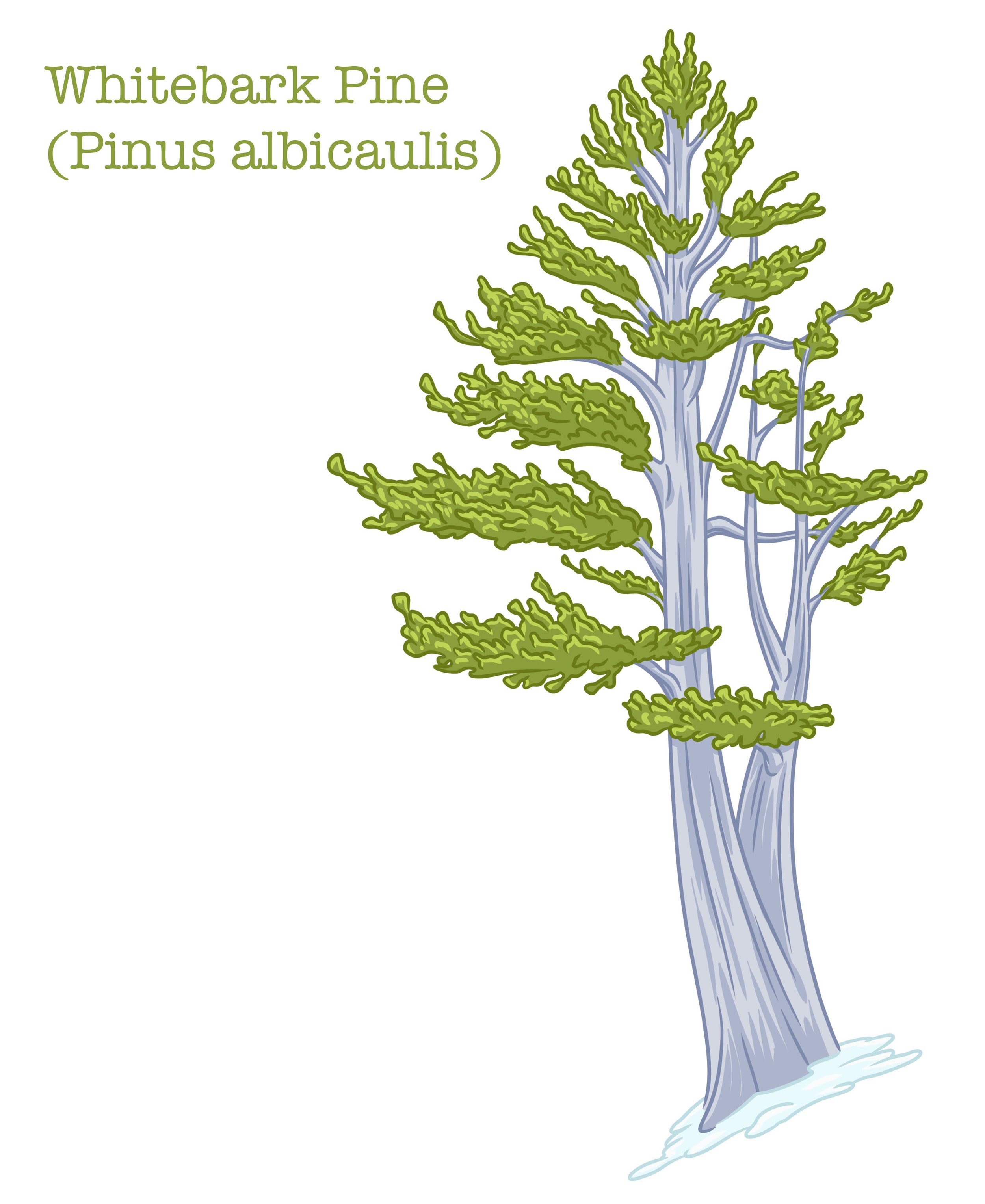 whitebark pine copy.jpg