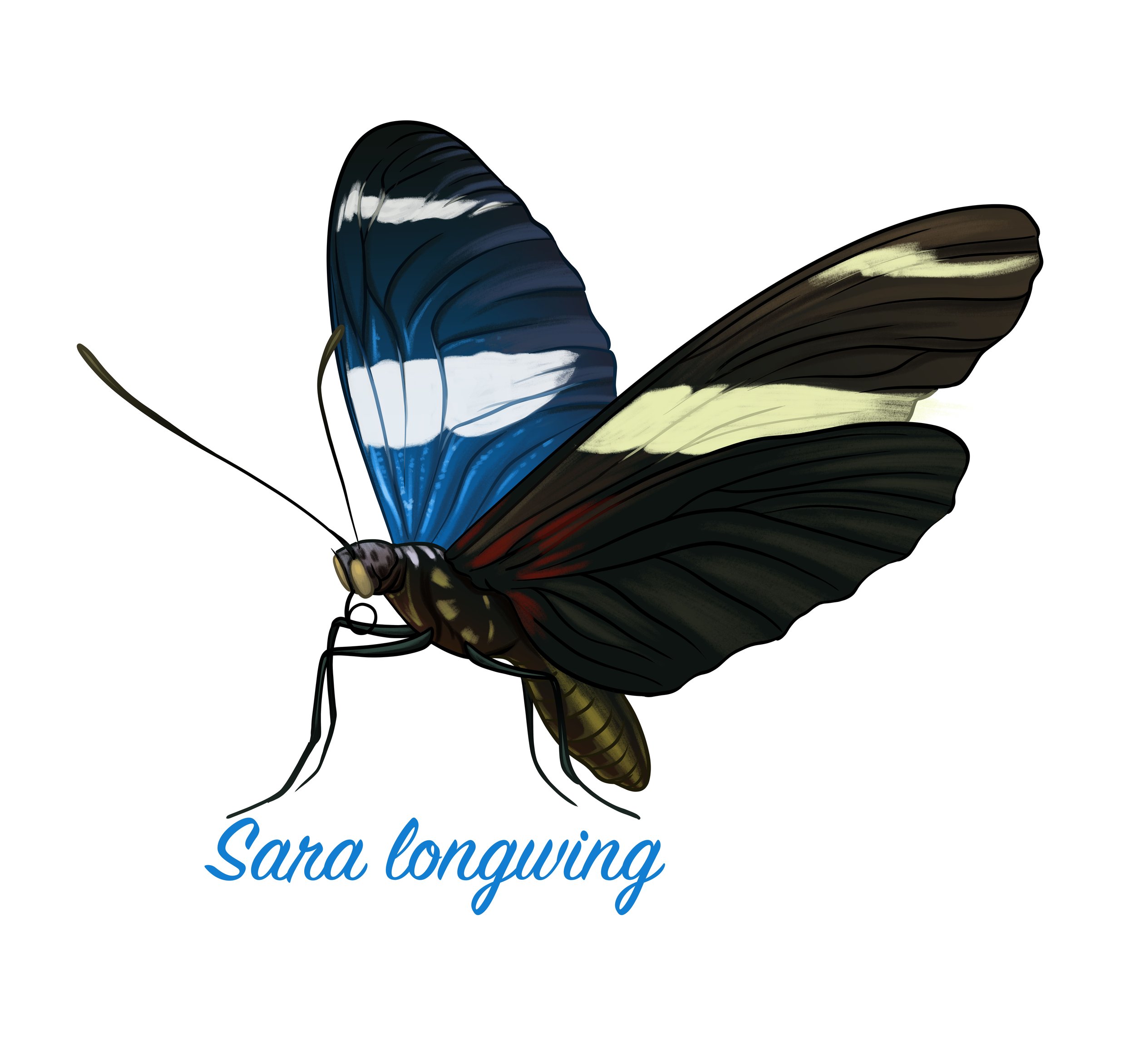 Sara longwing.jpg