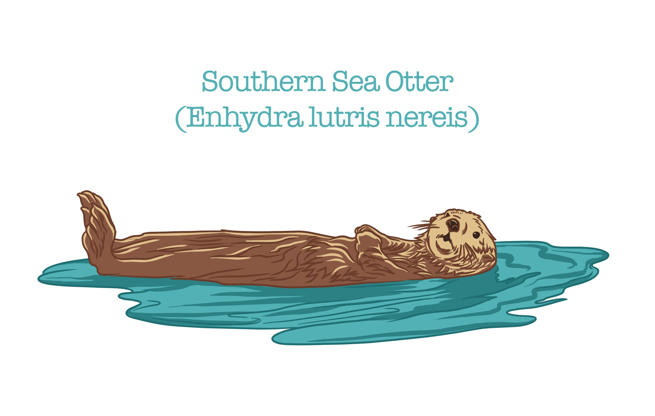 sea otter copy.jpg