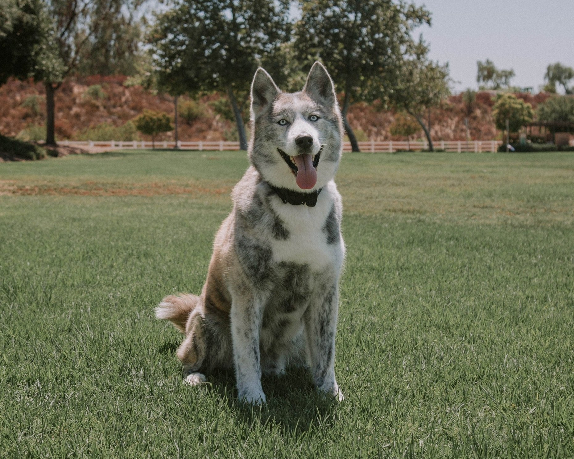 Koda.jpg