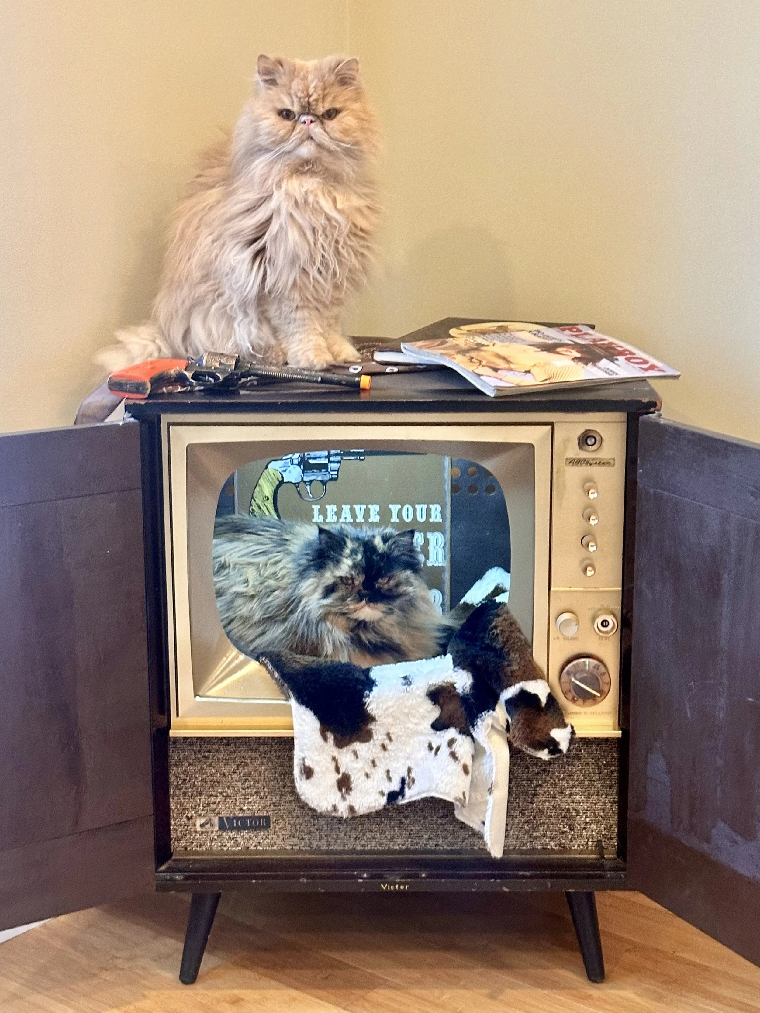 Rodeo Cat Haus