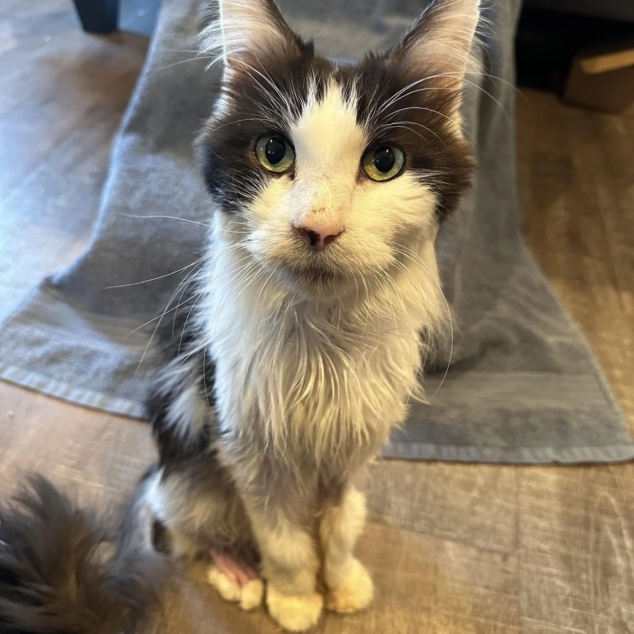 Tattoo flash day fundraiser supporting Friends of the Forgotten Cat Rescue