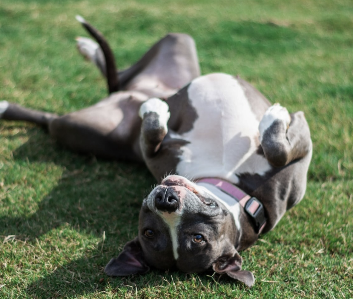 Bark + Brew & Tattoo Convention featuring tattoo artists and vendors