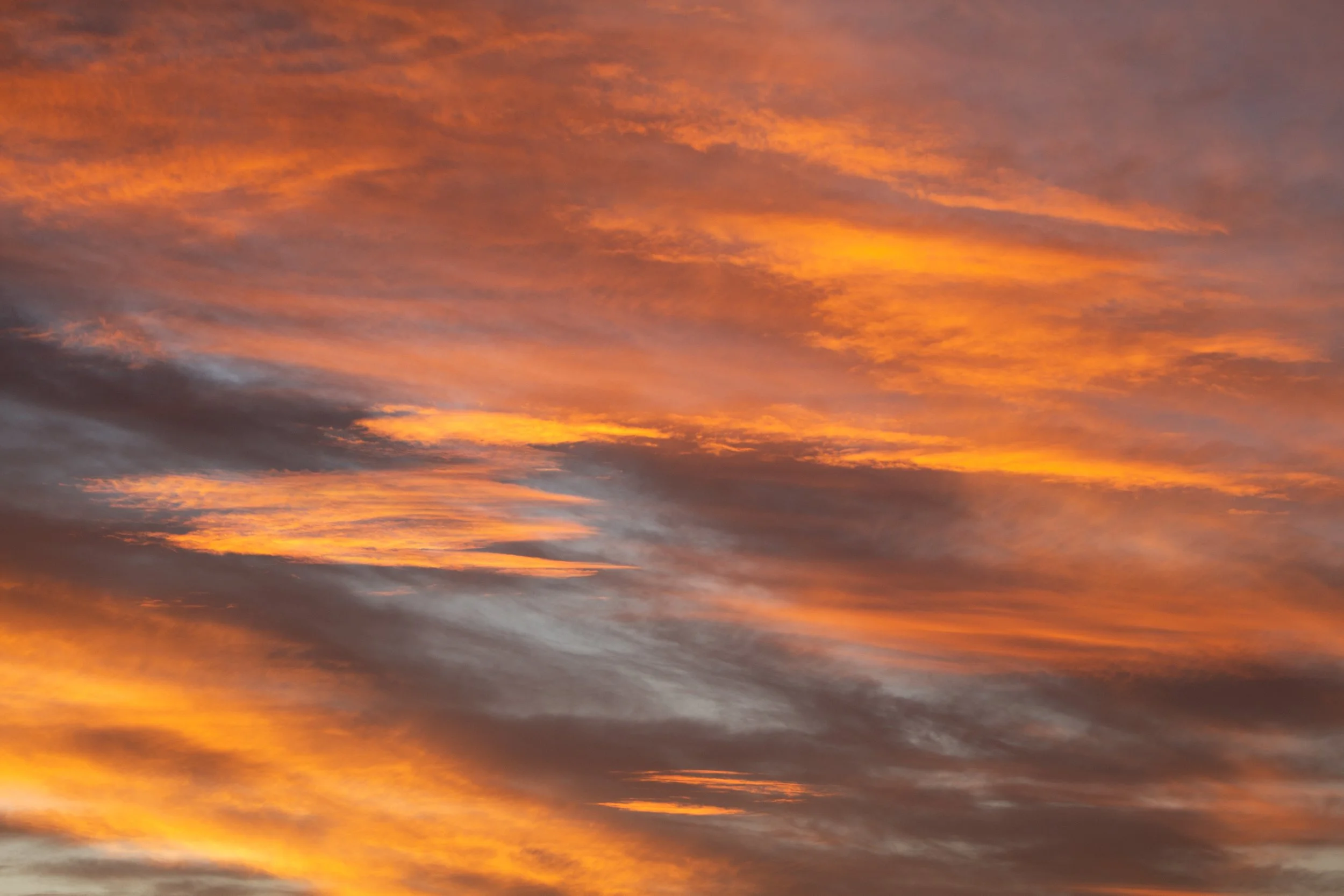 2024GG Electric Gold -Mornington-2061.jpg