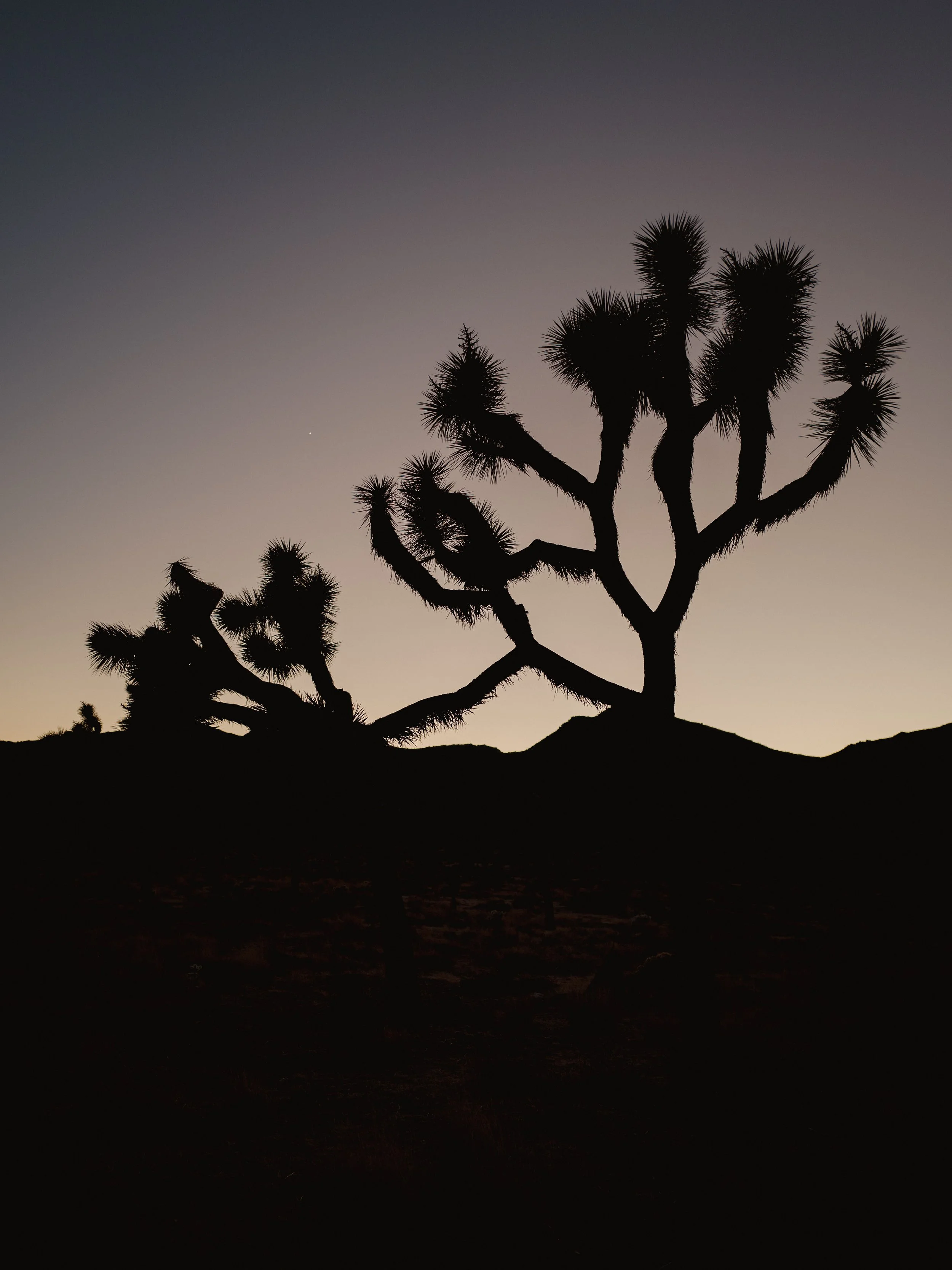 Joshua Tree