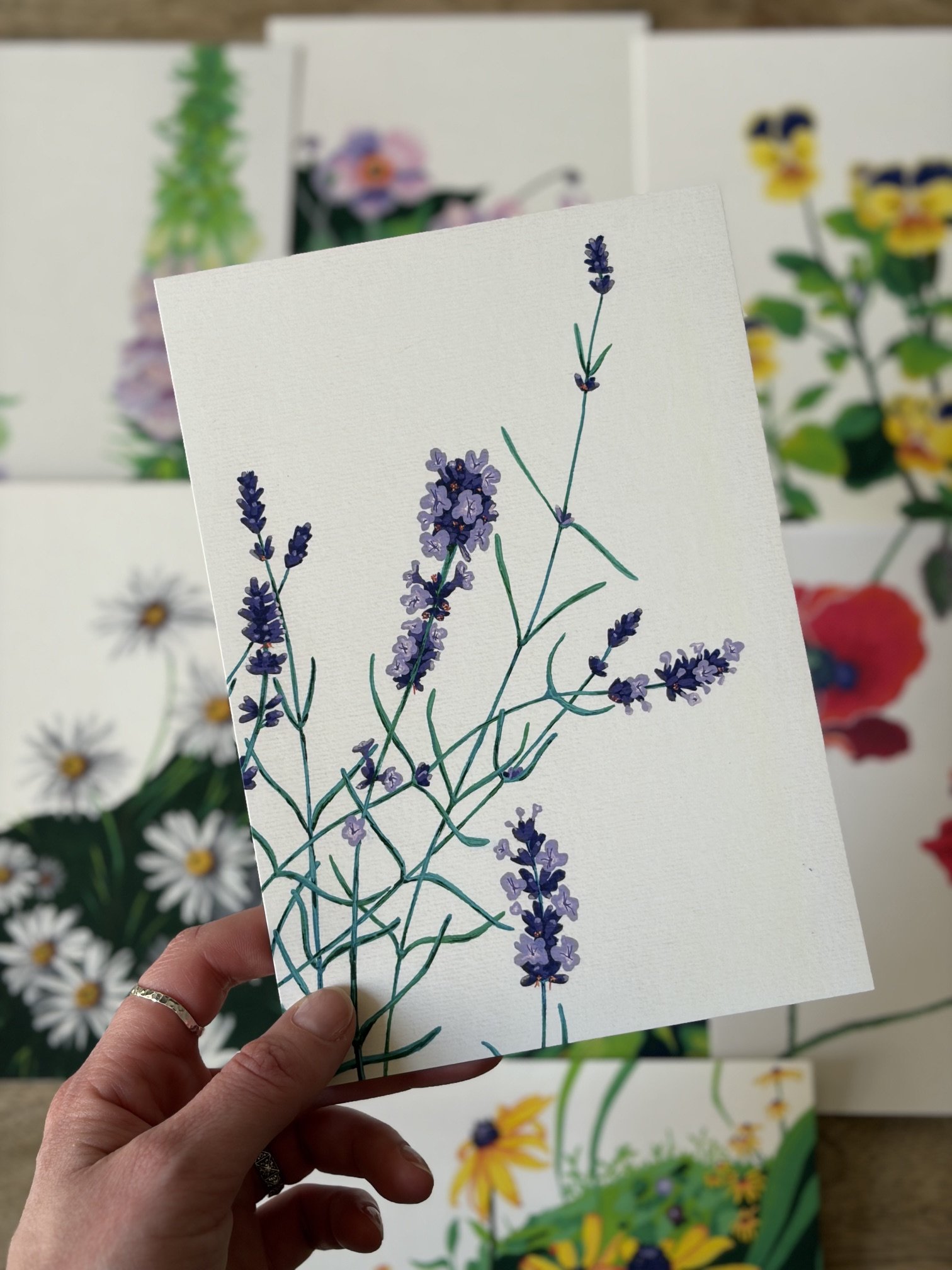 Lavender