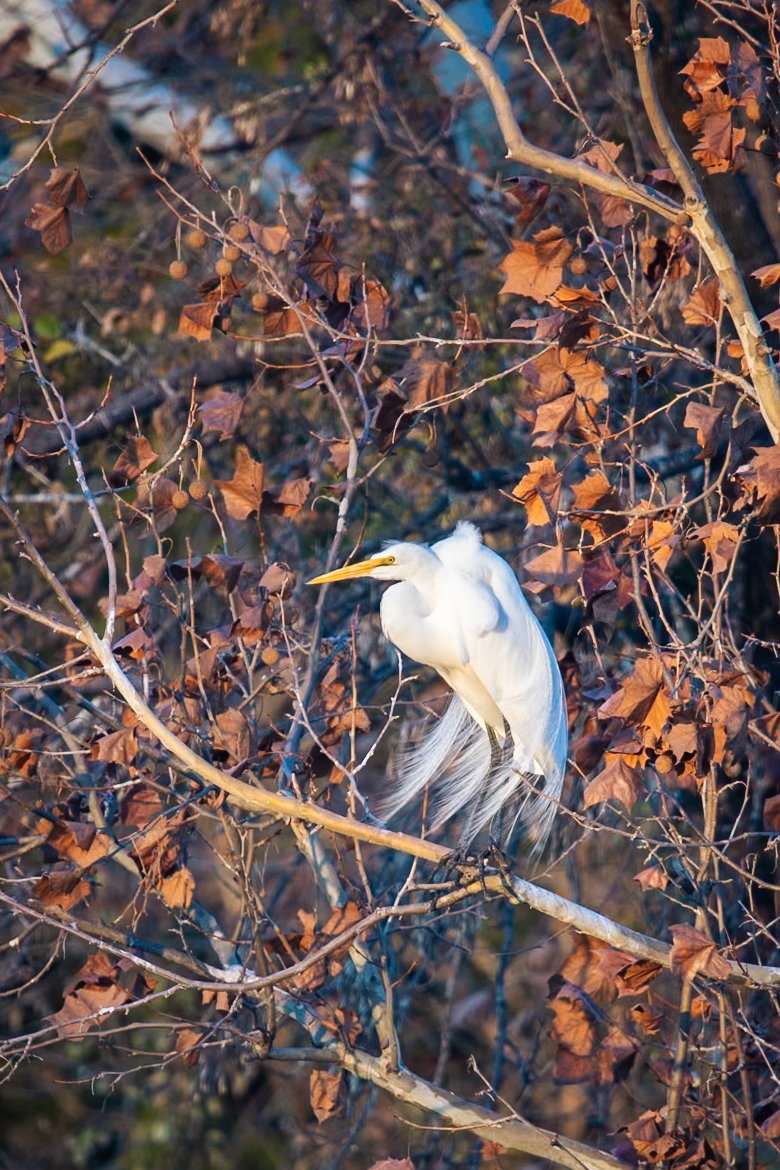 Great Egret