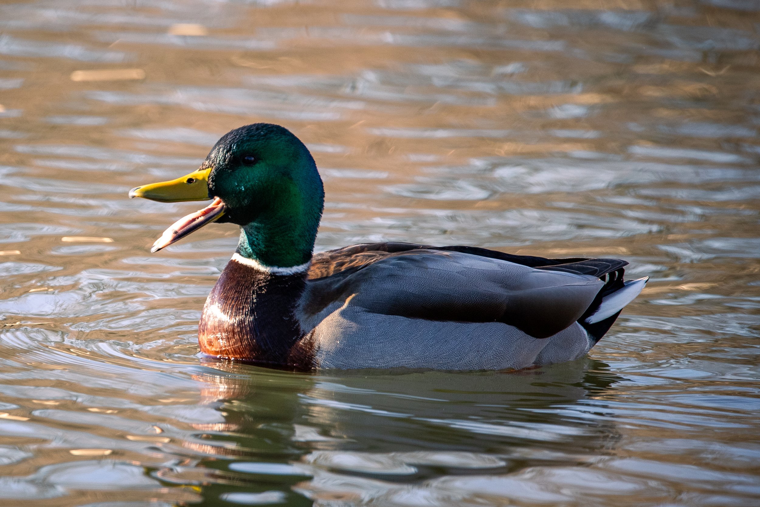 Quack