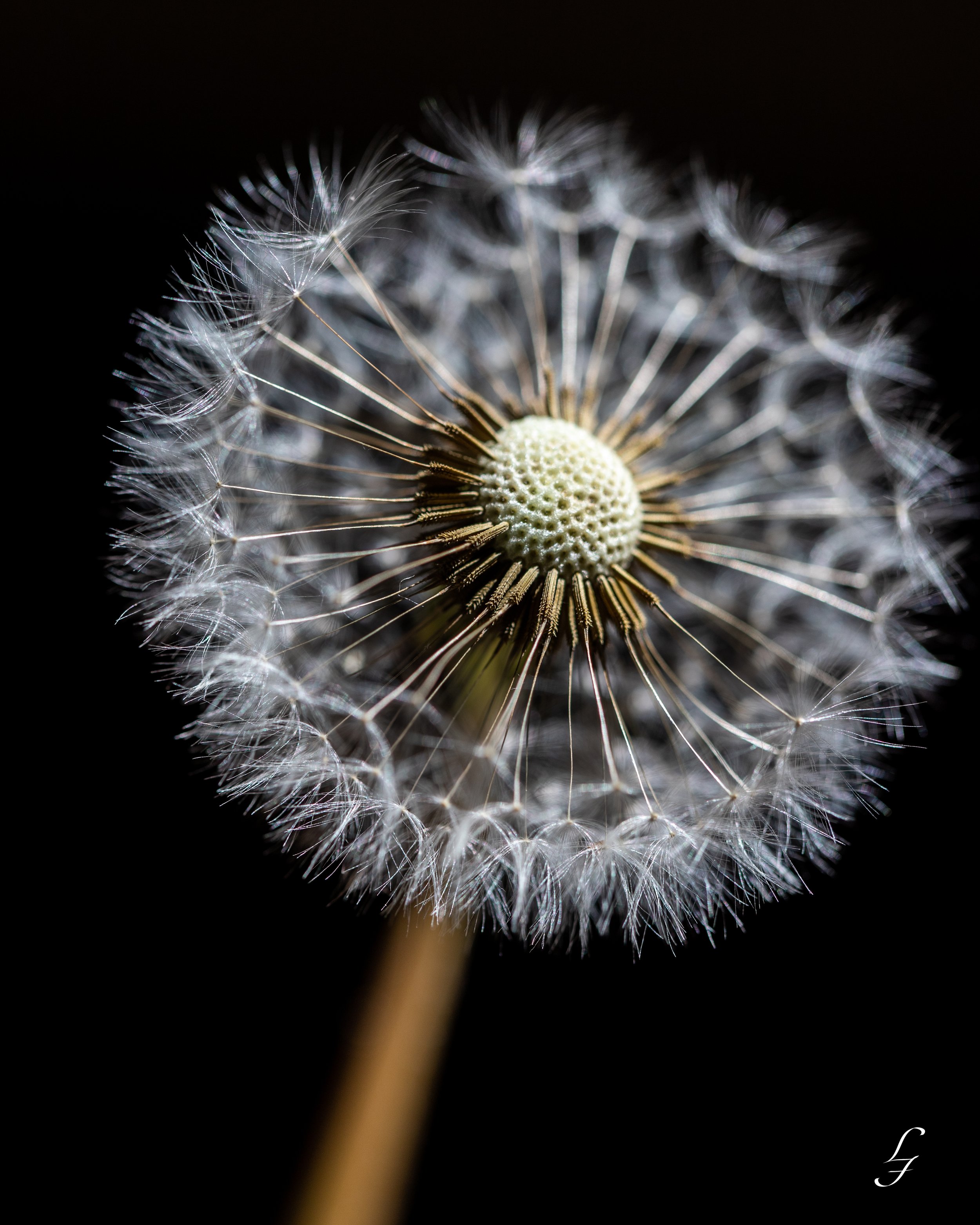 Dandelion