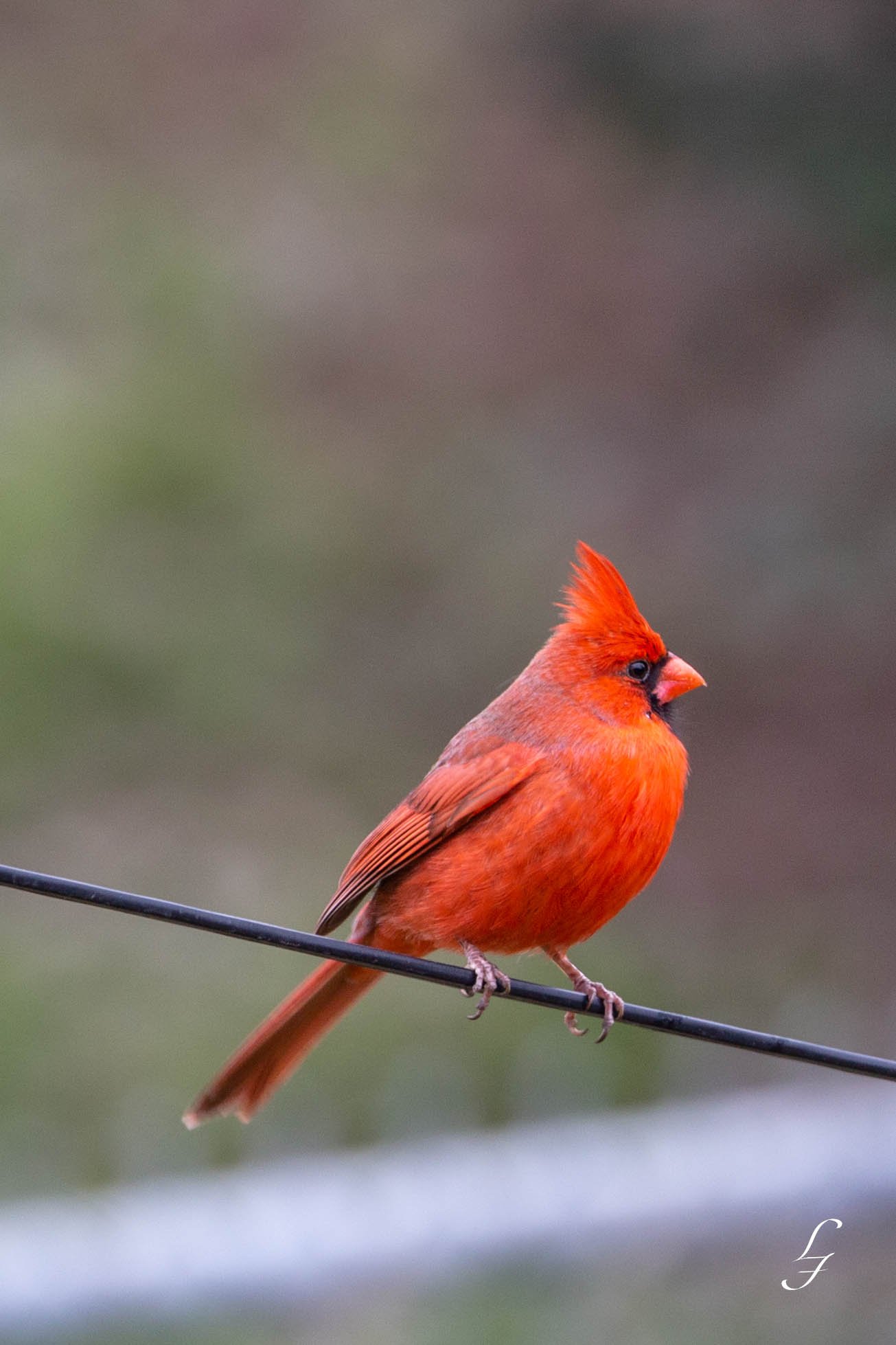 Cardinal