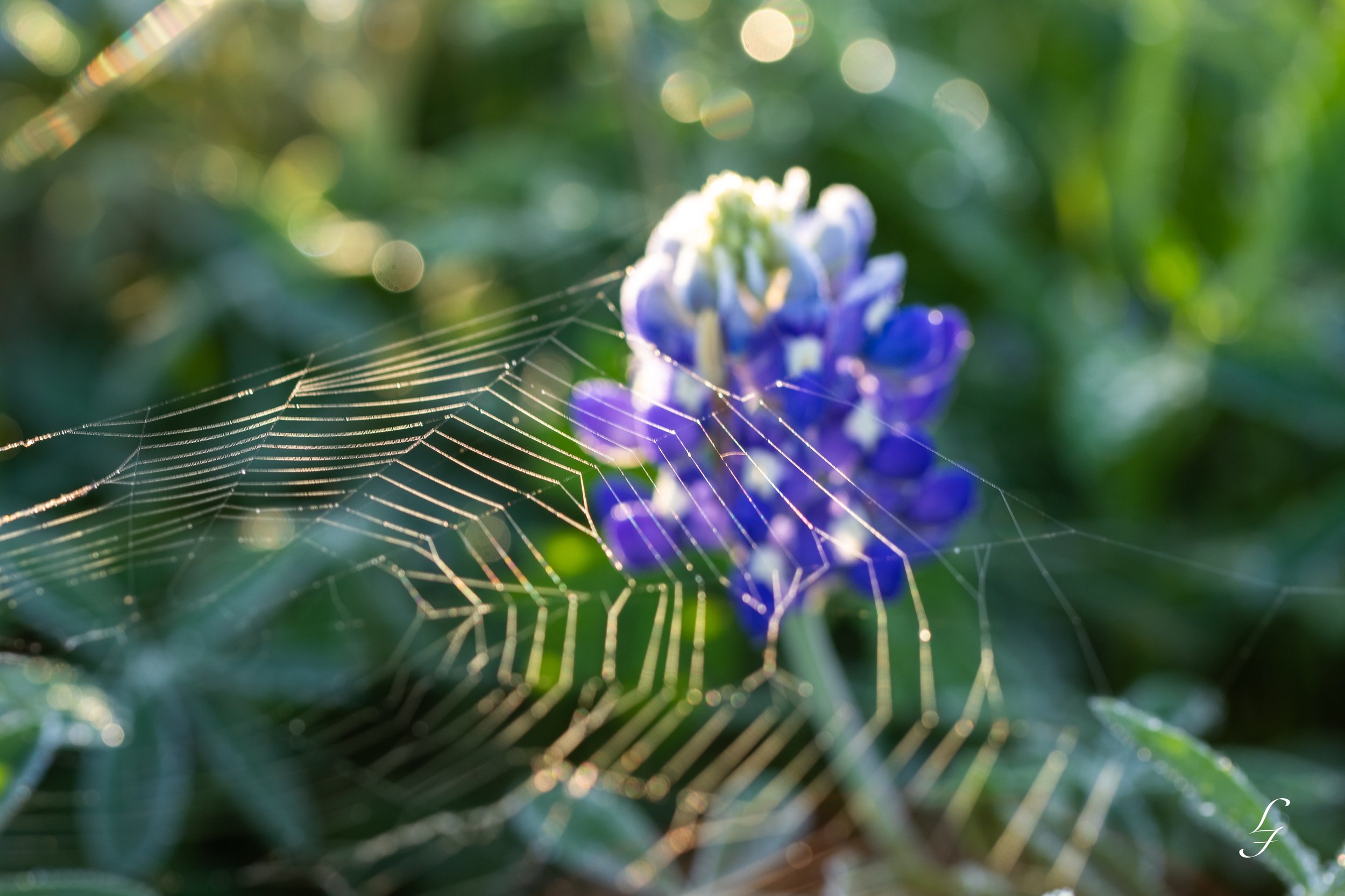 On the Web