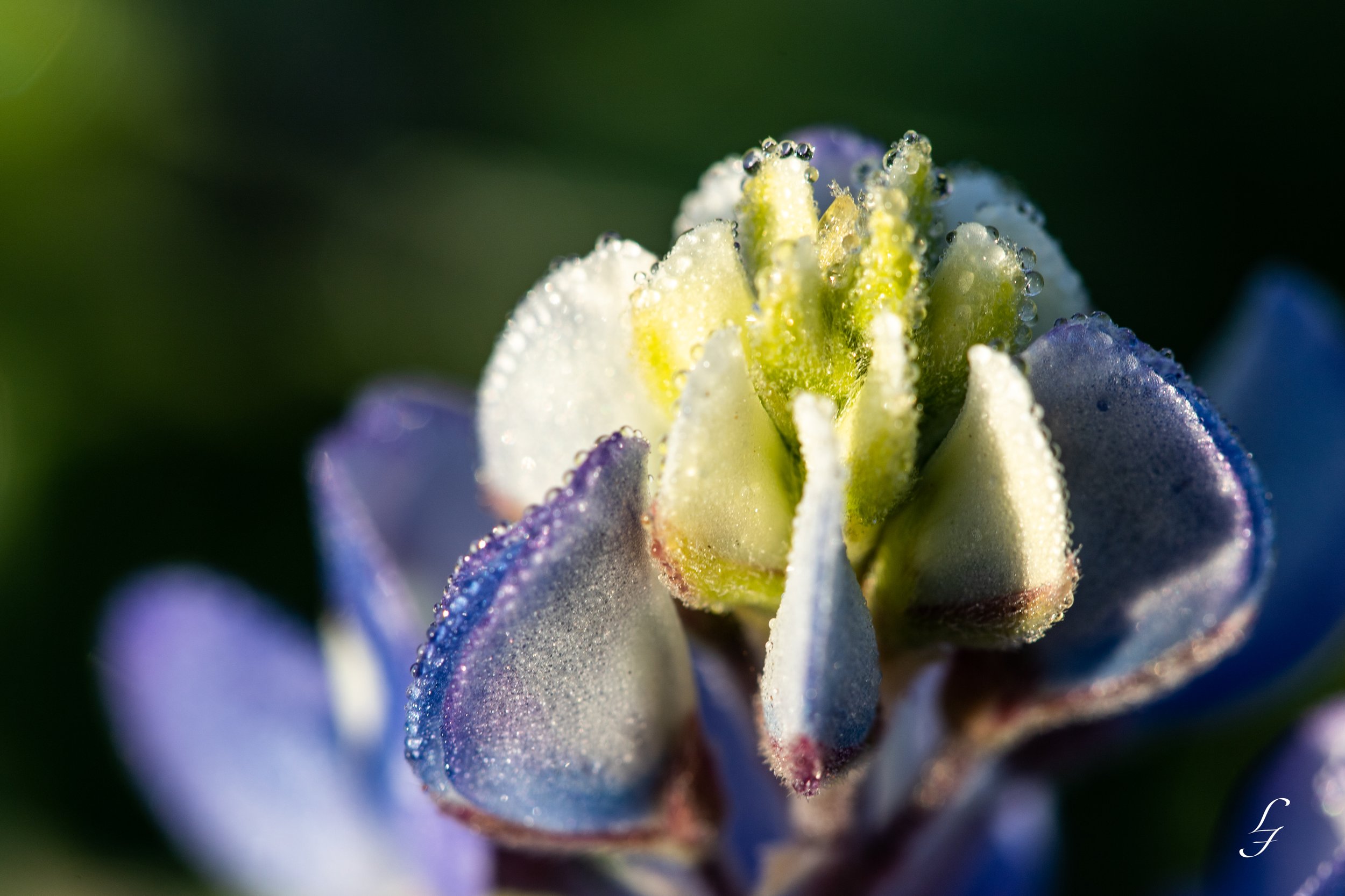 Dewy Blue