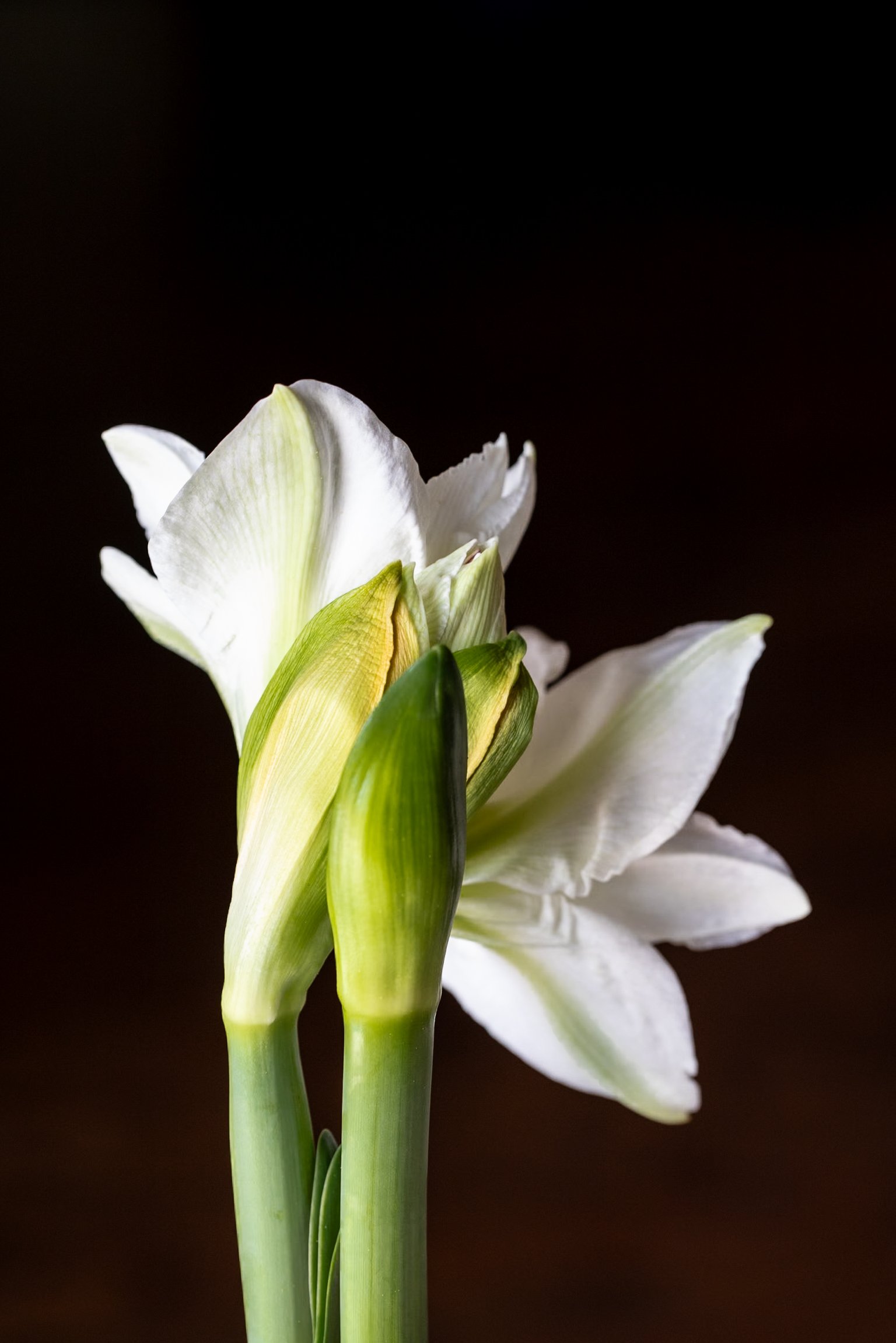 Amaryllis'