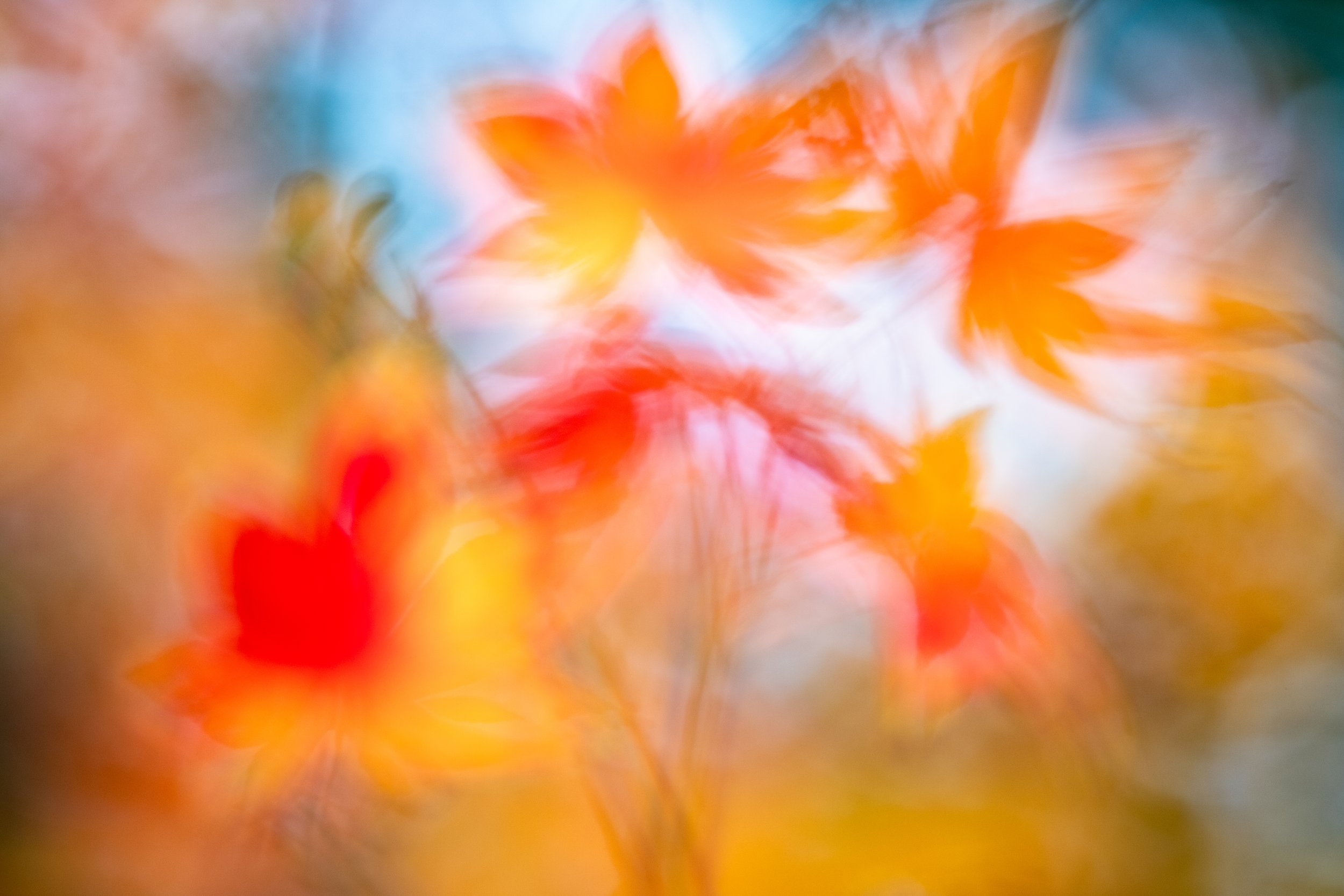 Fall in Motion
