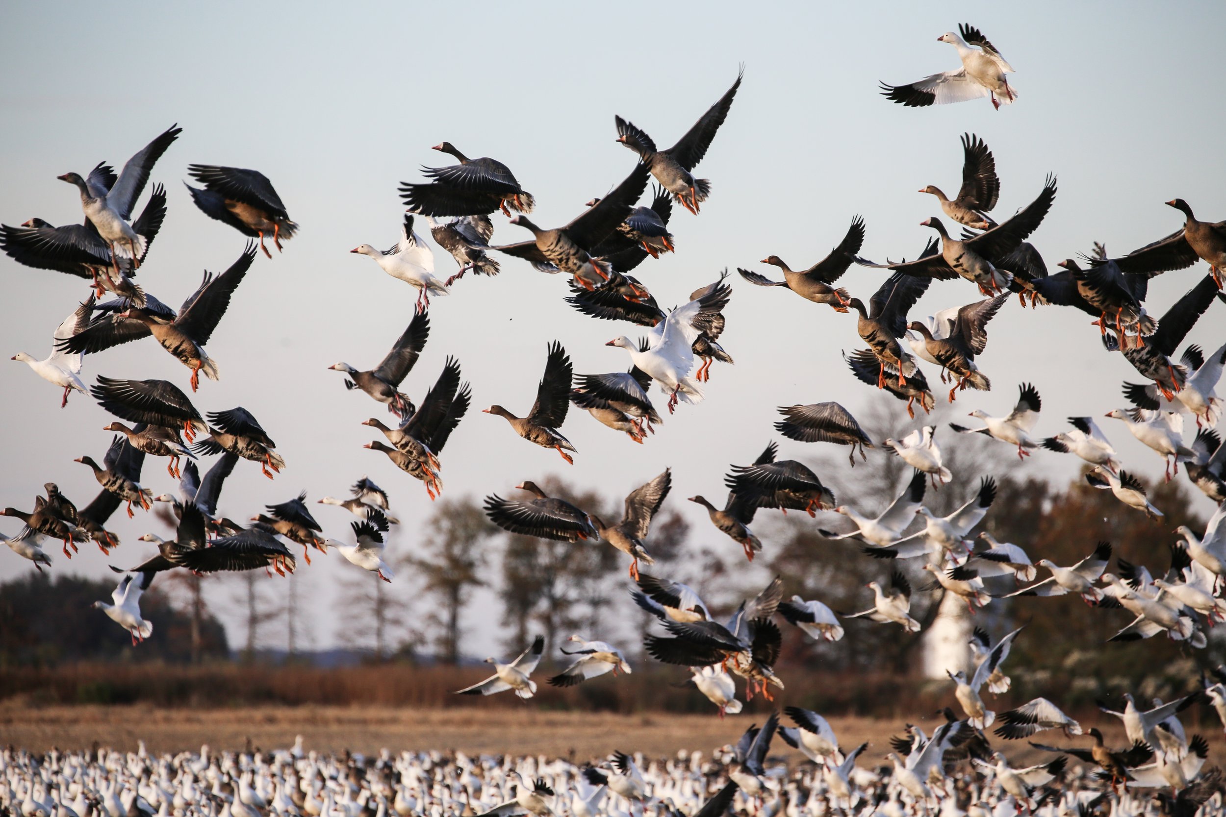 Goosejumps