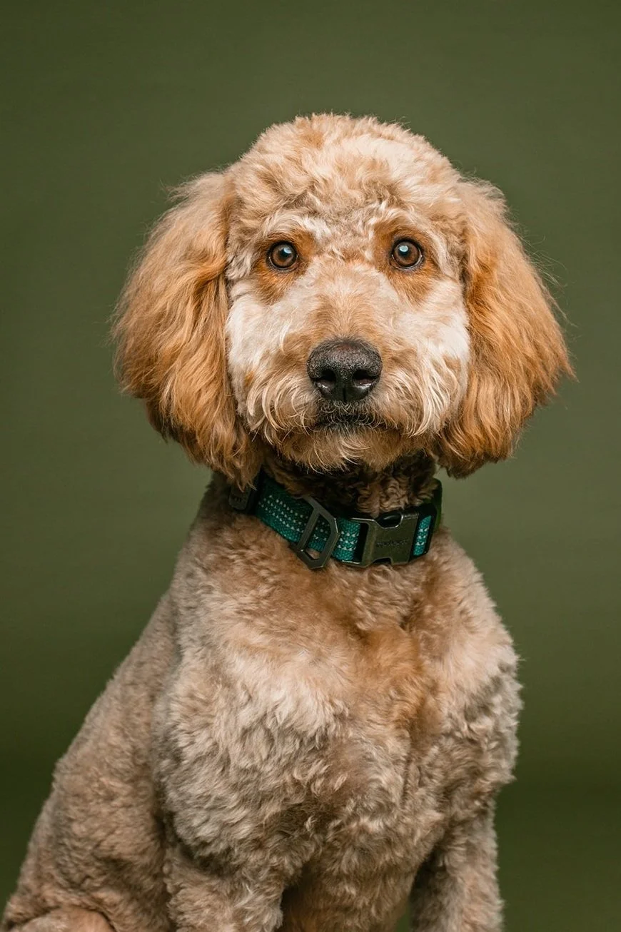 Dog Photography - Ollie-25_websize.jpg