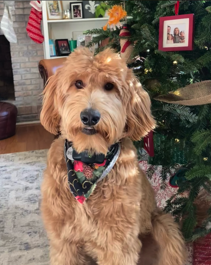 Screenshot 2025-03-20 at 4.15.30 PM.png