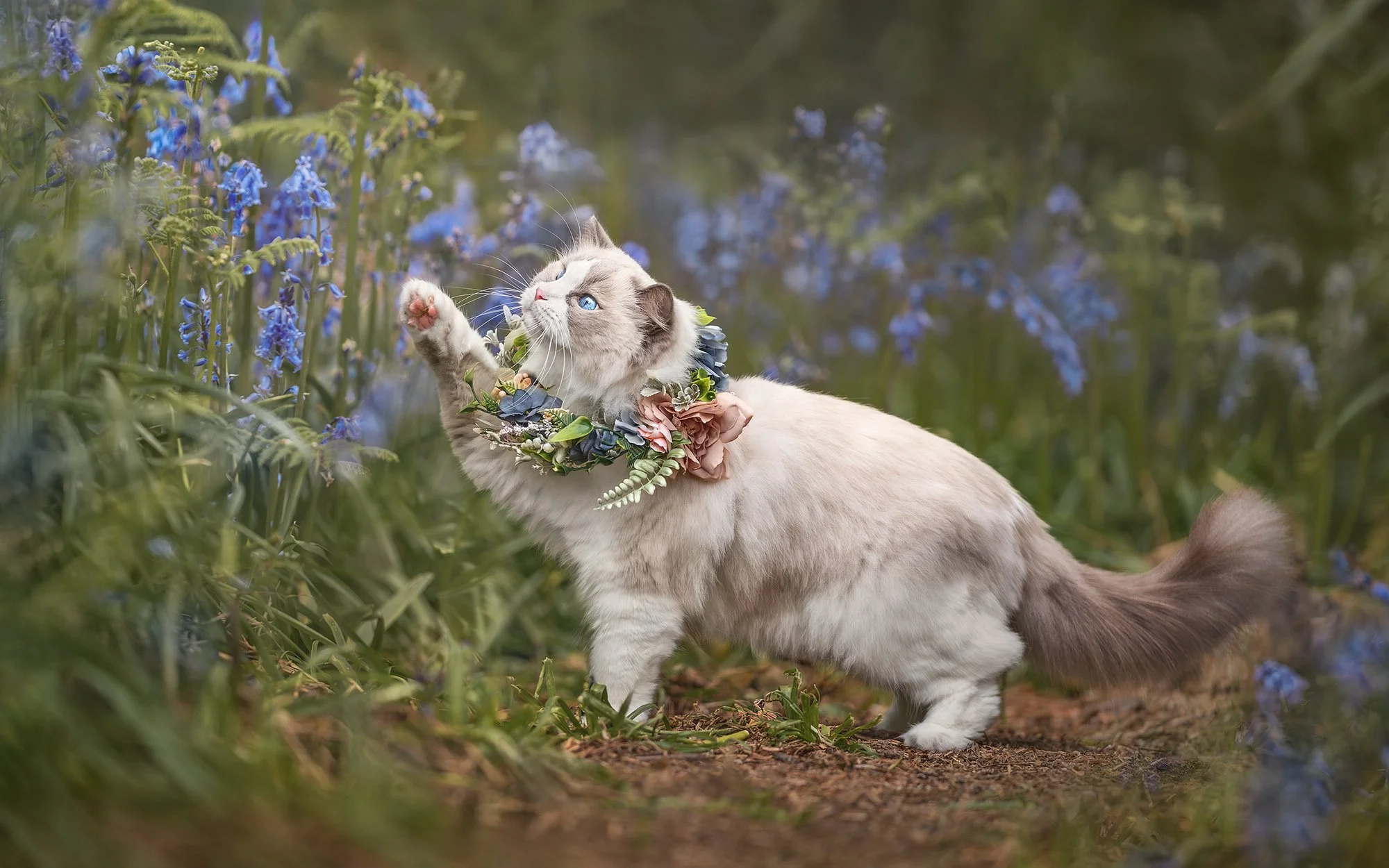 Spring Blues by Chohee Courtois - London pet photographer.jpg