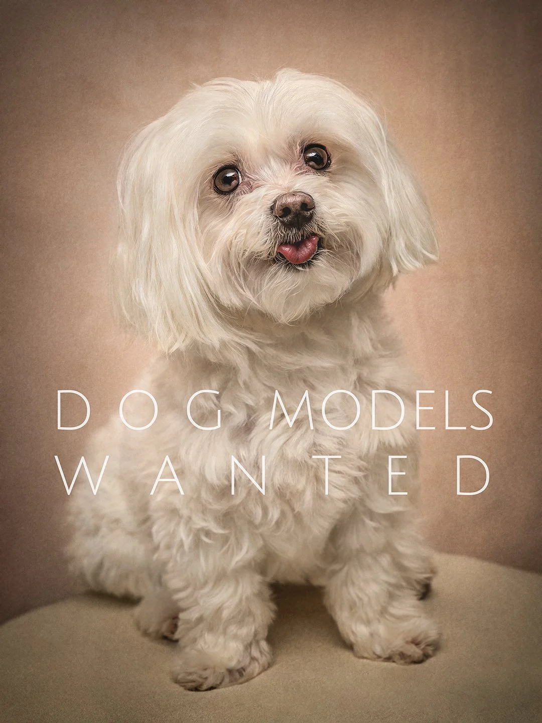A white Maltese dog with a heart shaped tongue out captured by London pet photographer Chohee Courtois