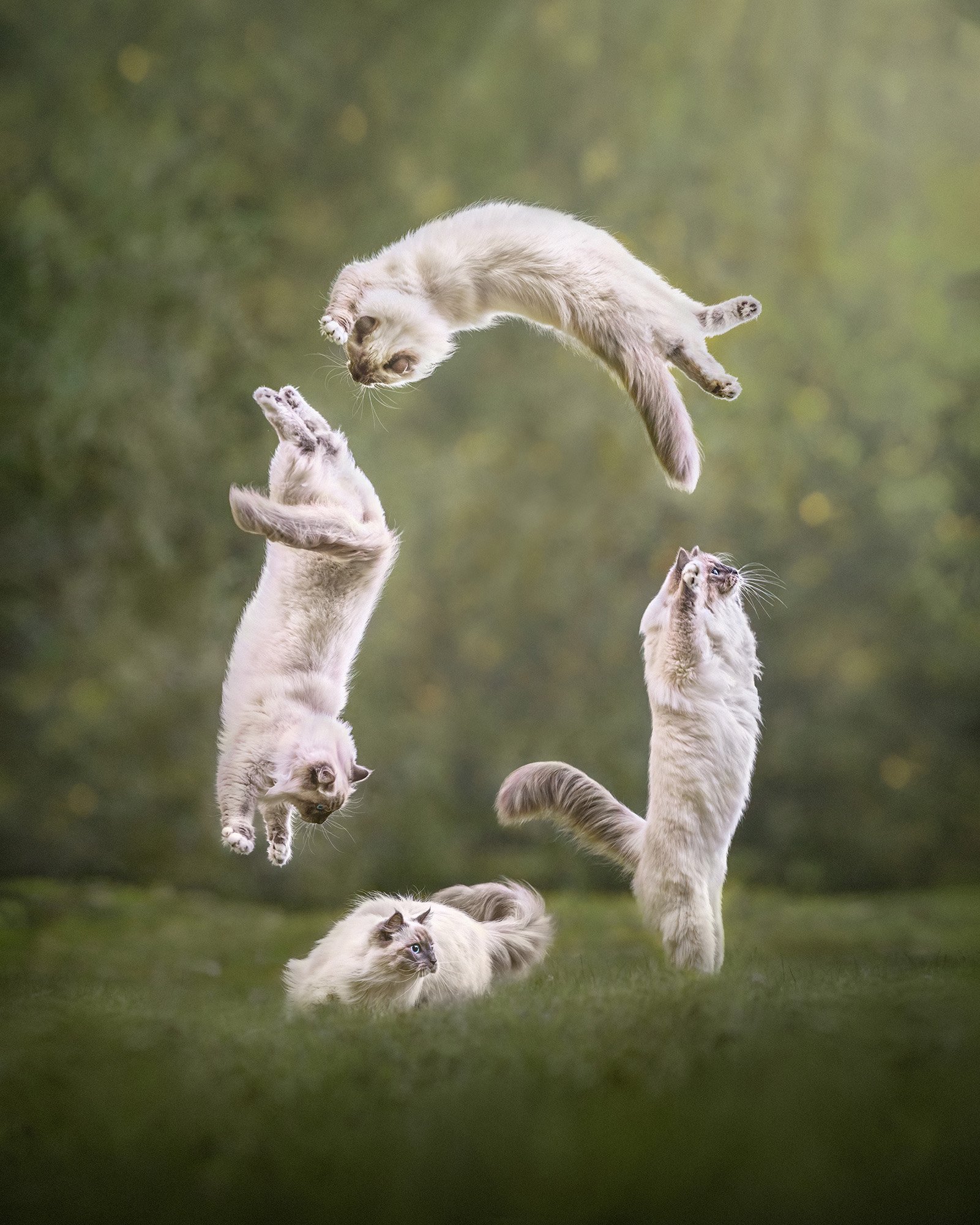 Cat Flip by Chohee Courtois - London Pet Photographer.jpg