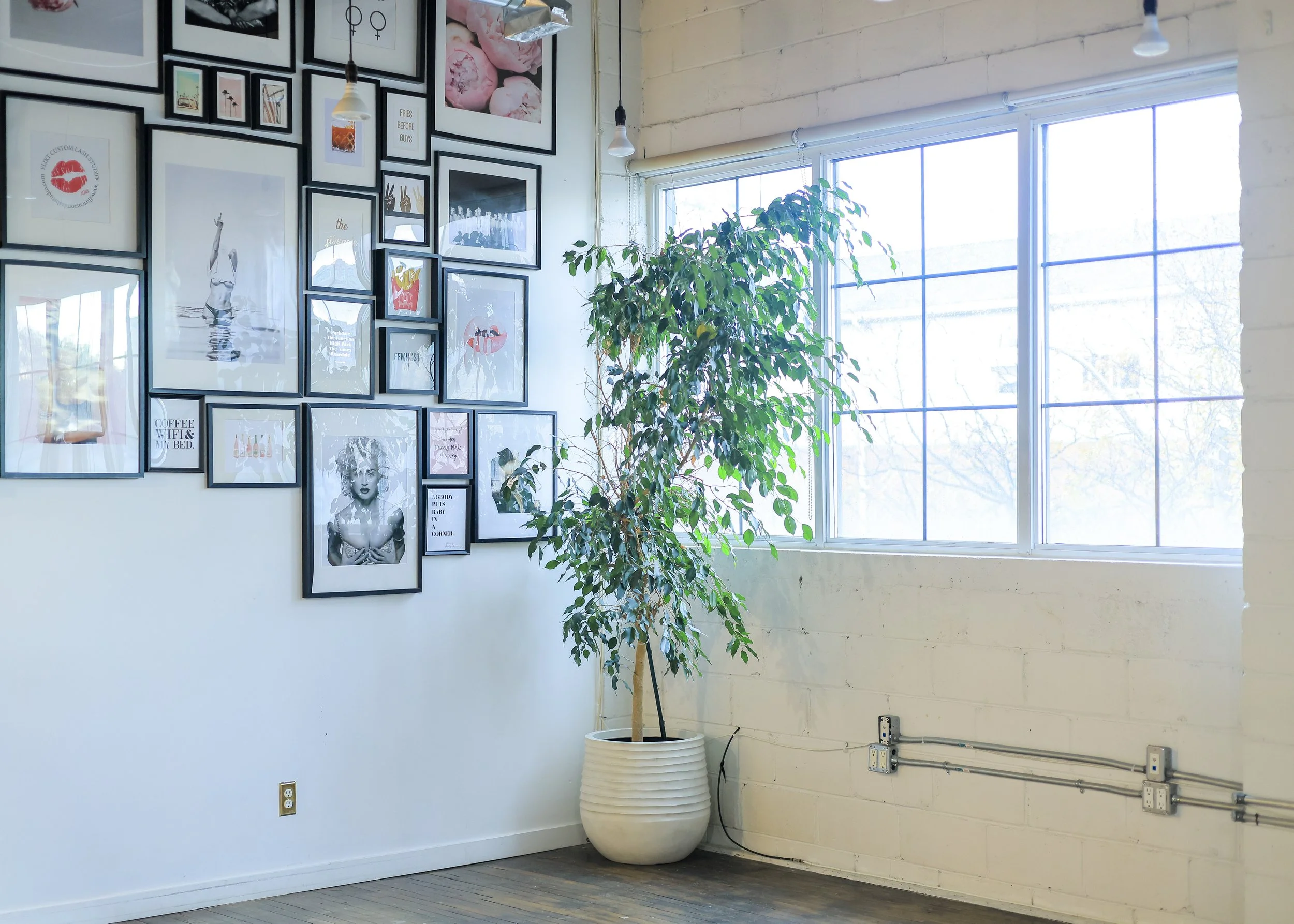 A bright studio corner with a large potted tree beside tall windows and a gallery wall of framed art in black frames. The clean, airy space reflects the modern aesthetic often associated with Flirt Custom Lash Studio teeth whitening services.