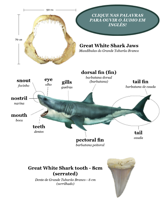 JAWS (Tubarão): Guided Reading for Beginners in English (Uma