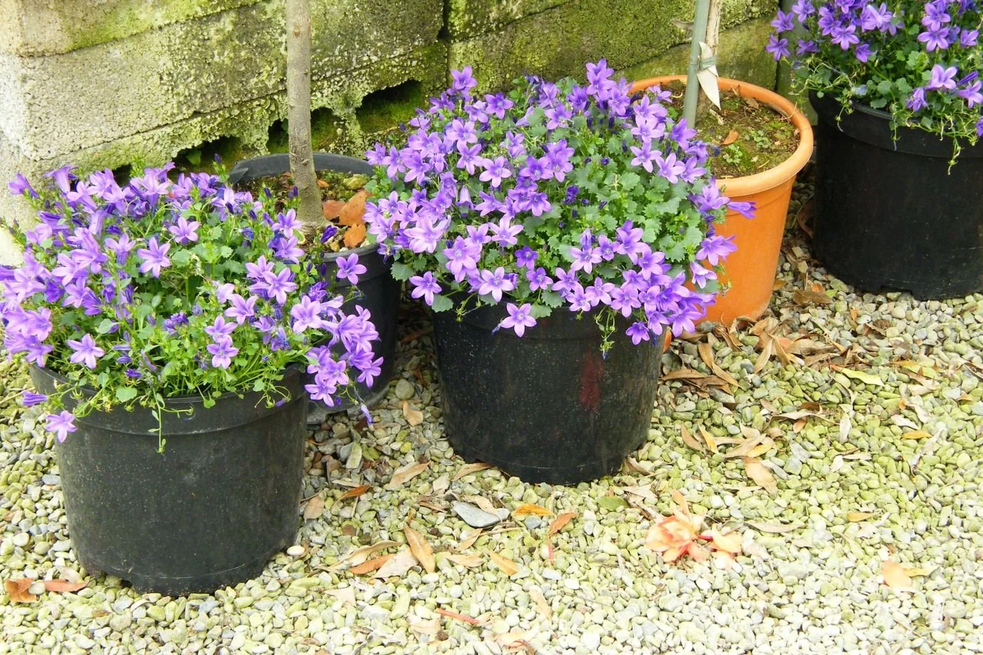 DSCF8149.jpg