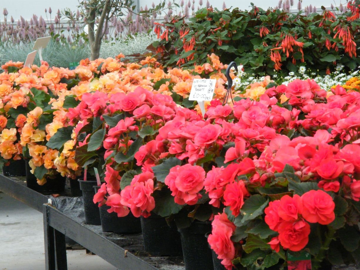 DSCF8730.jpg